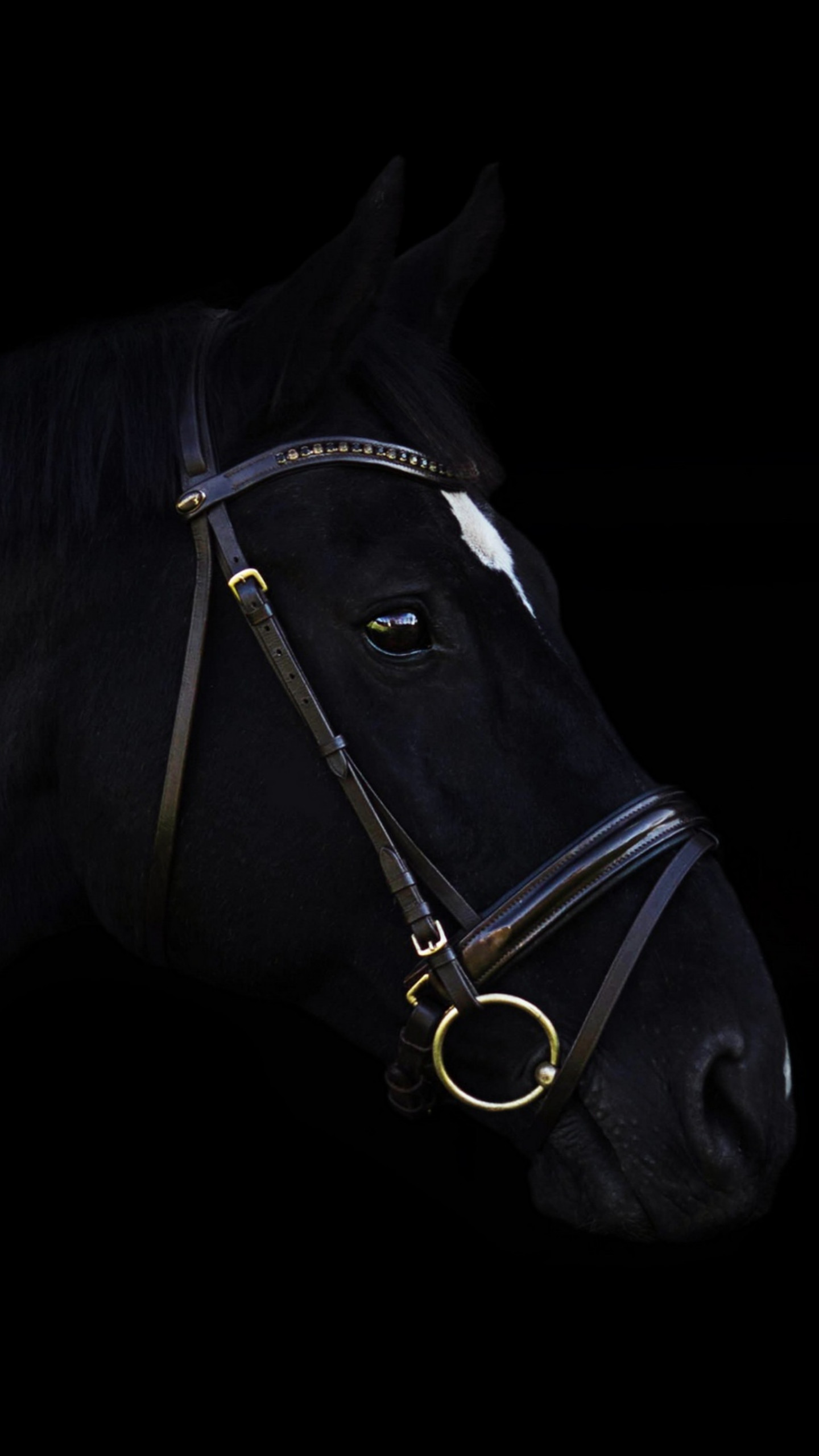 Wallpaper horse, cute animals, black, 4k, Animals #16930
