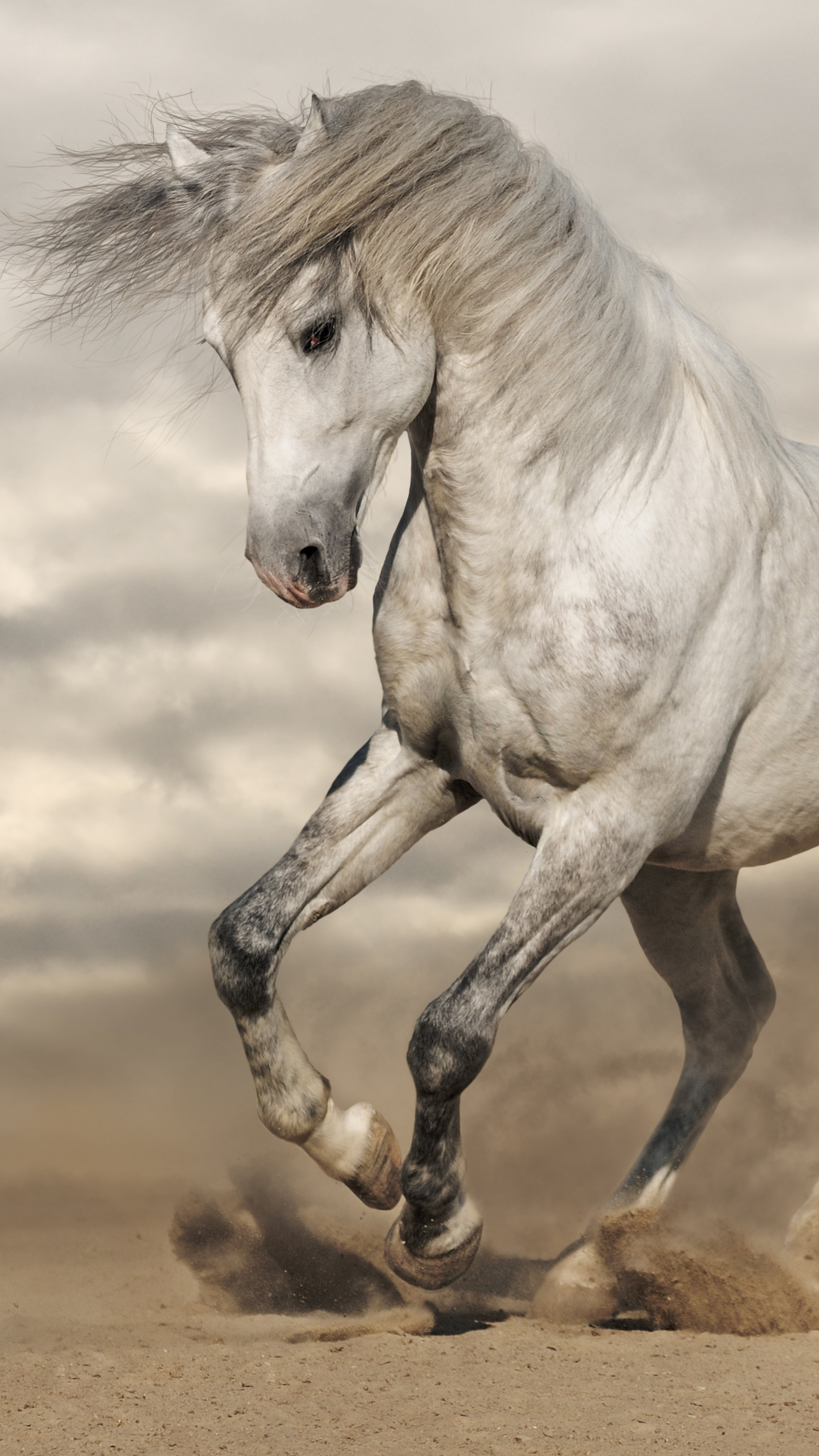 Wallpaper horse, 8k, Animals #14945
