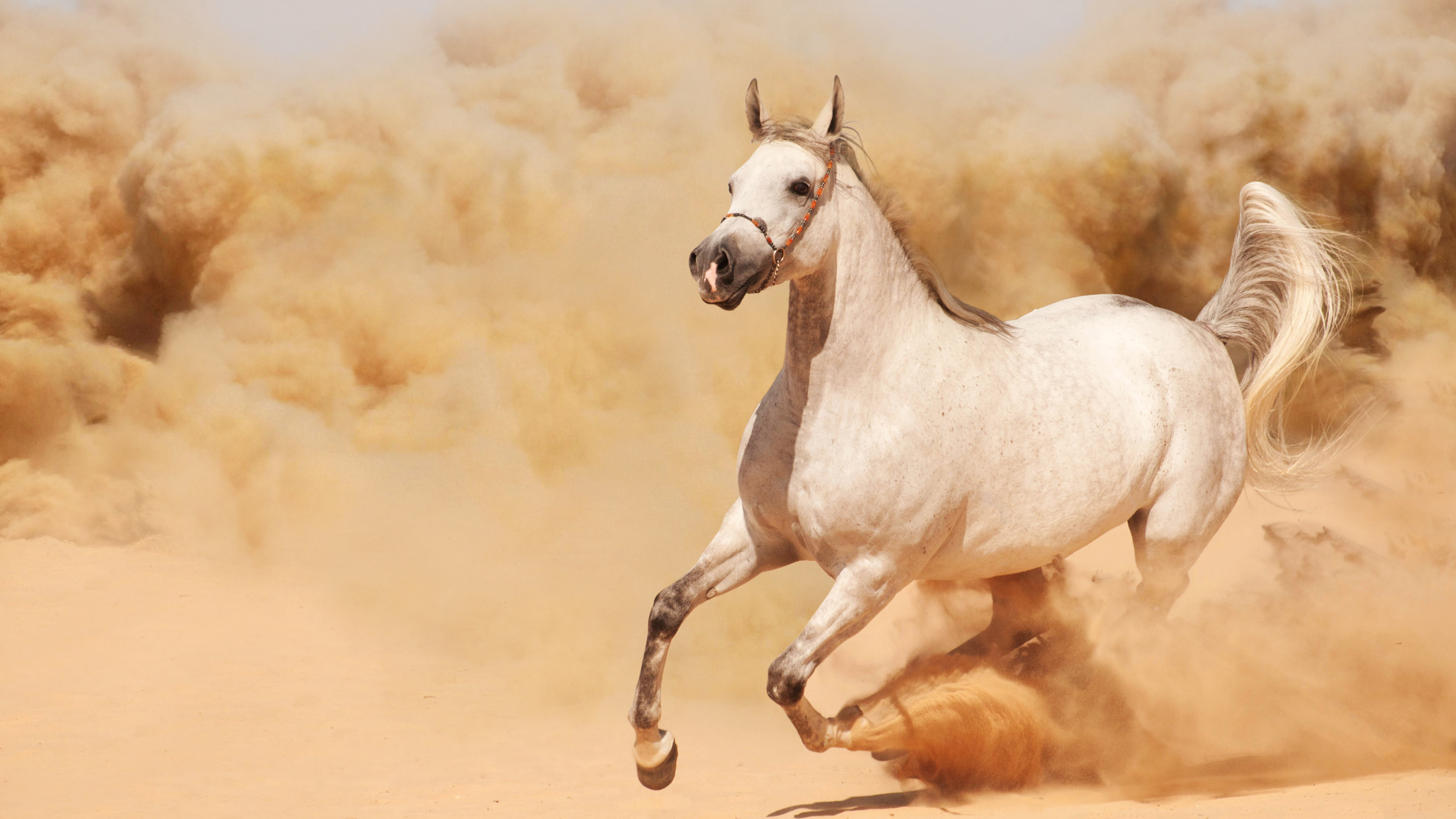 Wallpaper horse, 8k, Animals #14946