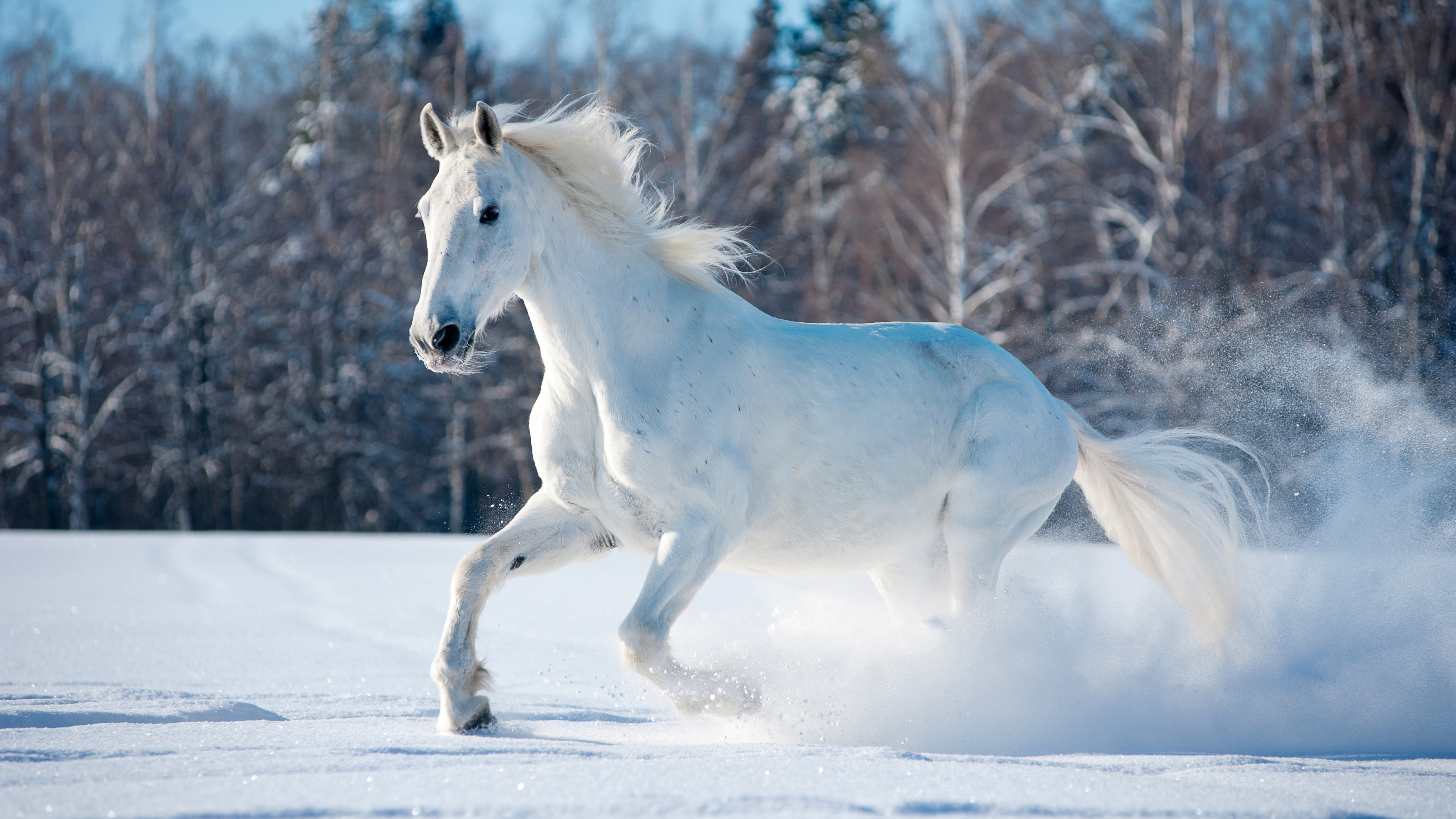 Wallpaper horse, cute animals, snow, winter, 5k, Animals #17108