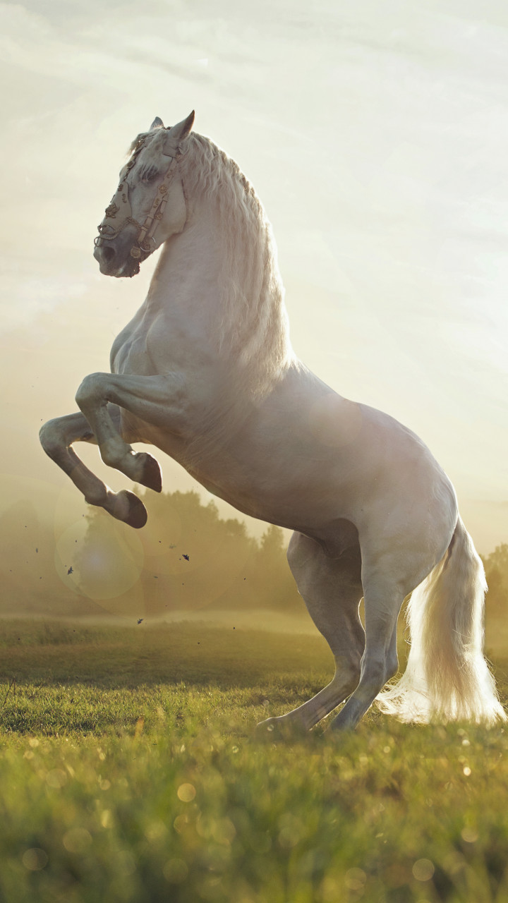 Wallpaper Horse, cute animals, sunset, Animals #4576