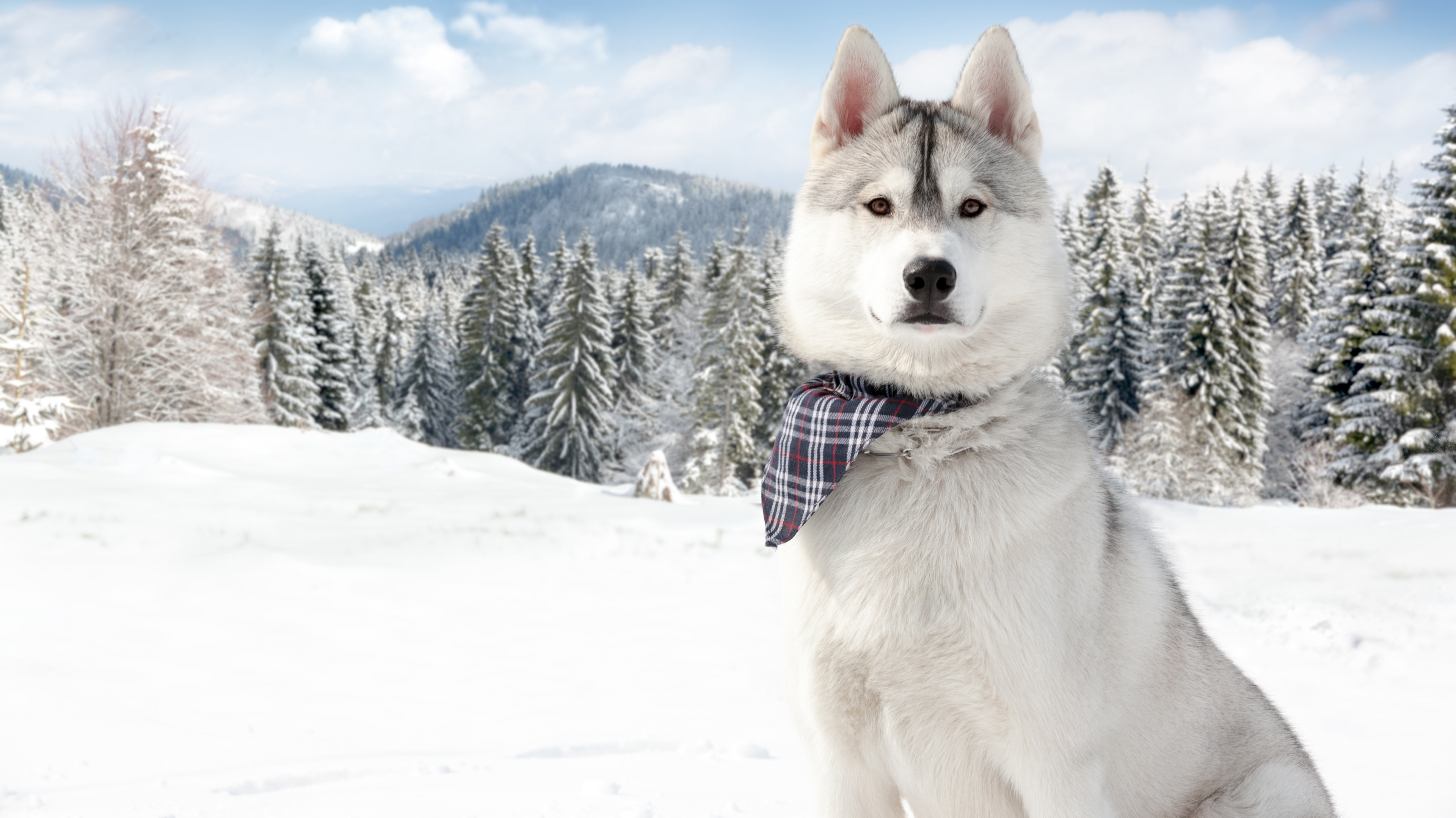 Wallpaper Huskies, Dog, puppy, snow, forest, winter, white, animal, pet