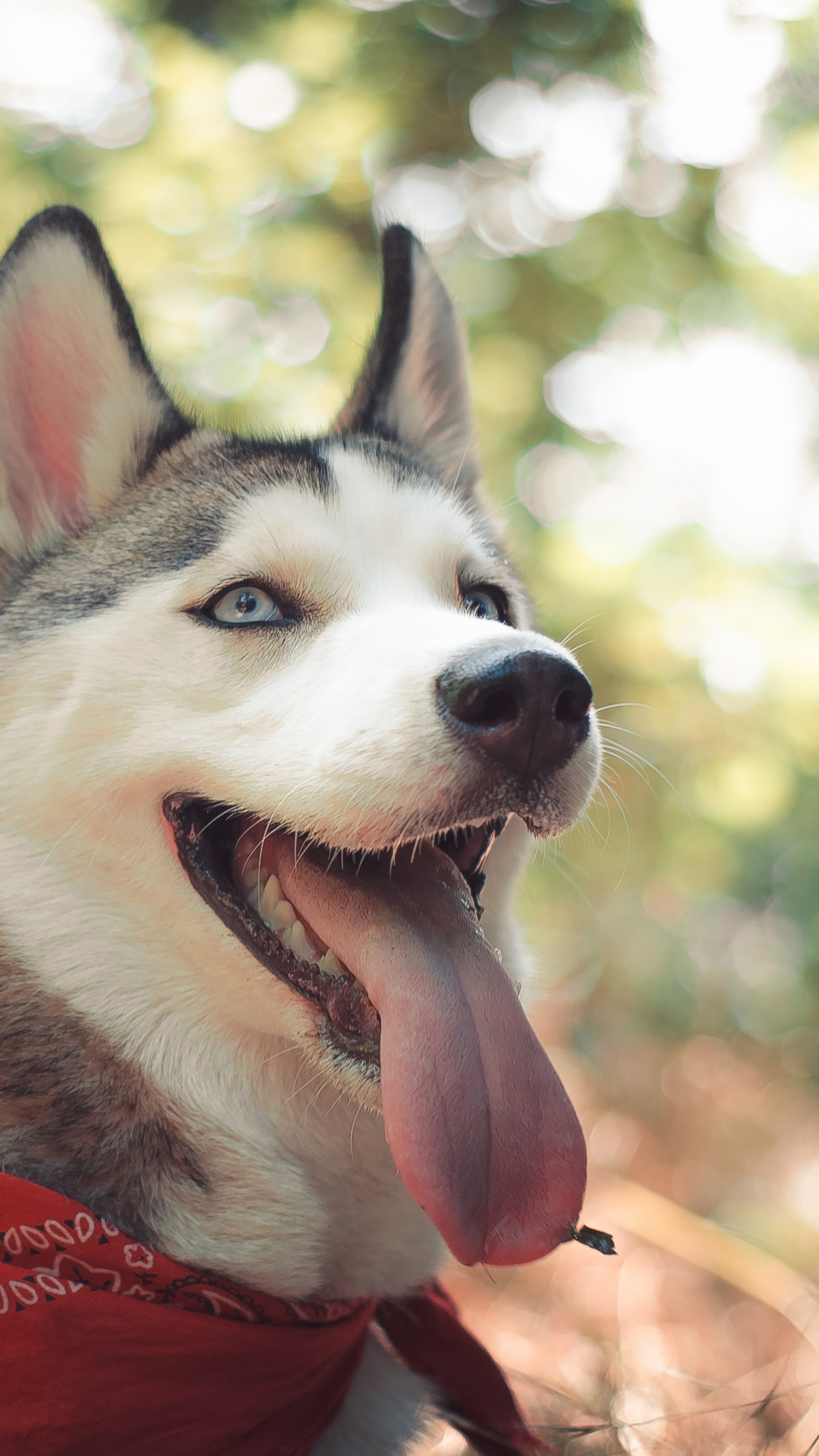 Wallpaper Husky, dog, cute animals, funny, Animals #4455