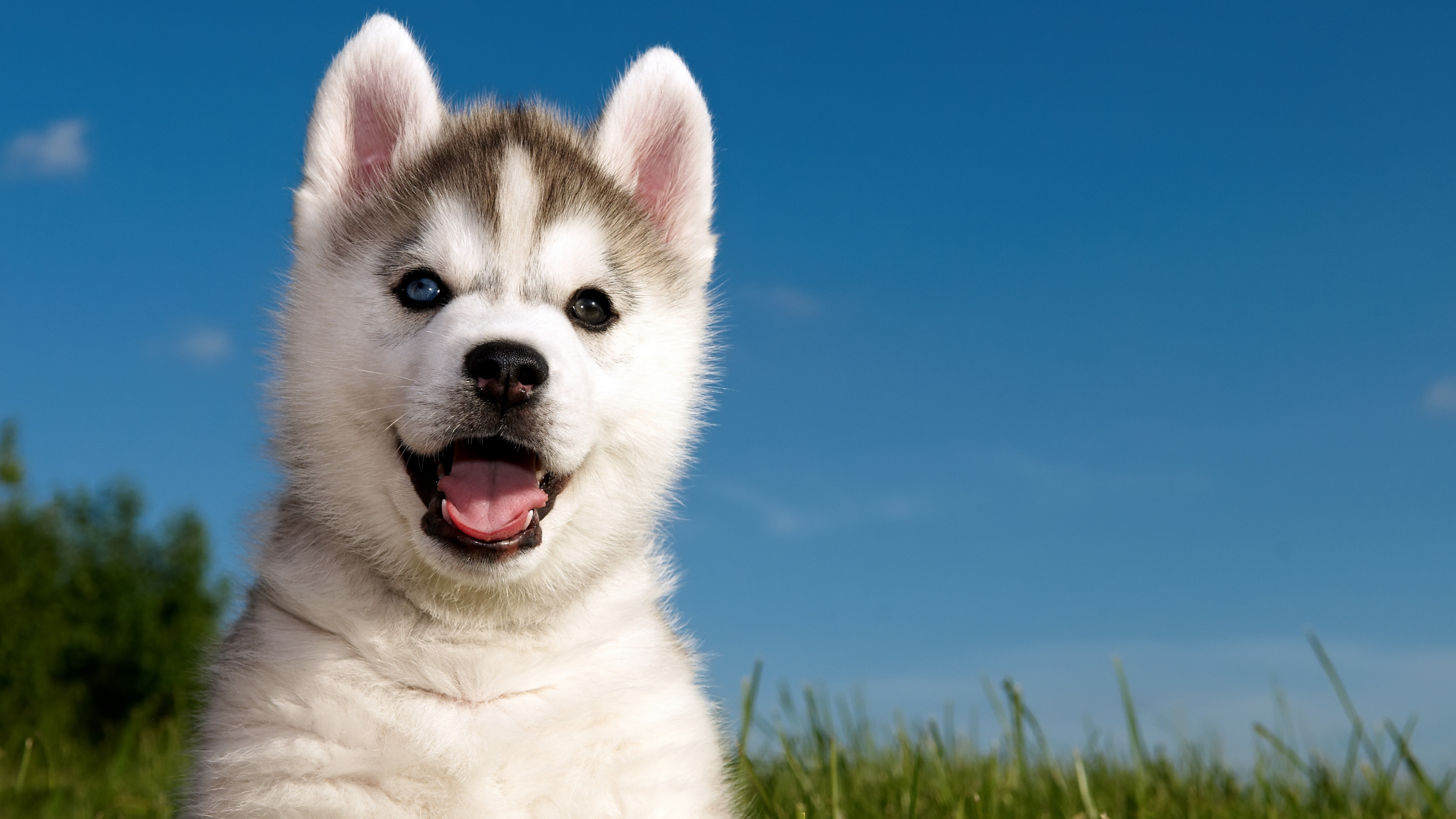 Chó Husky Sibir  Nguồn gốc đặc điểm giá bán cách chăm sóc và địa chỉ mua