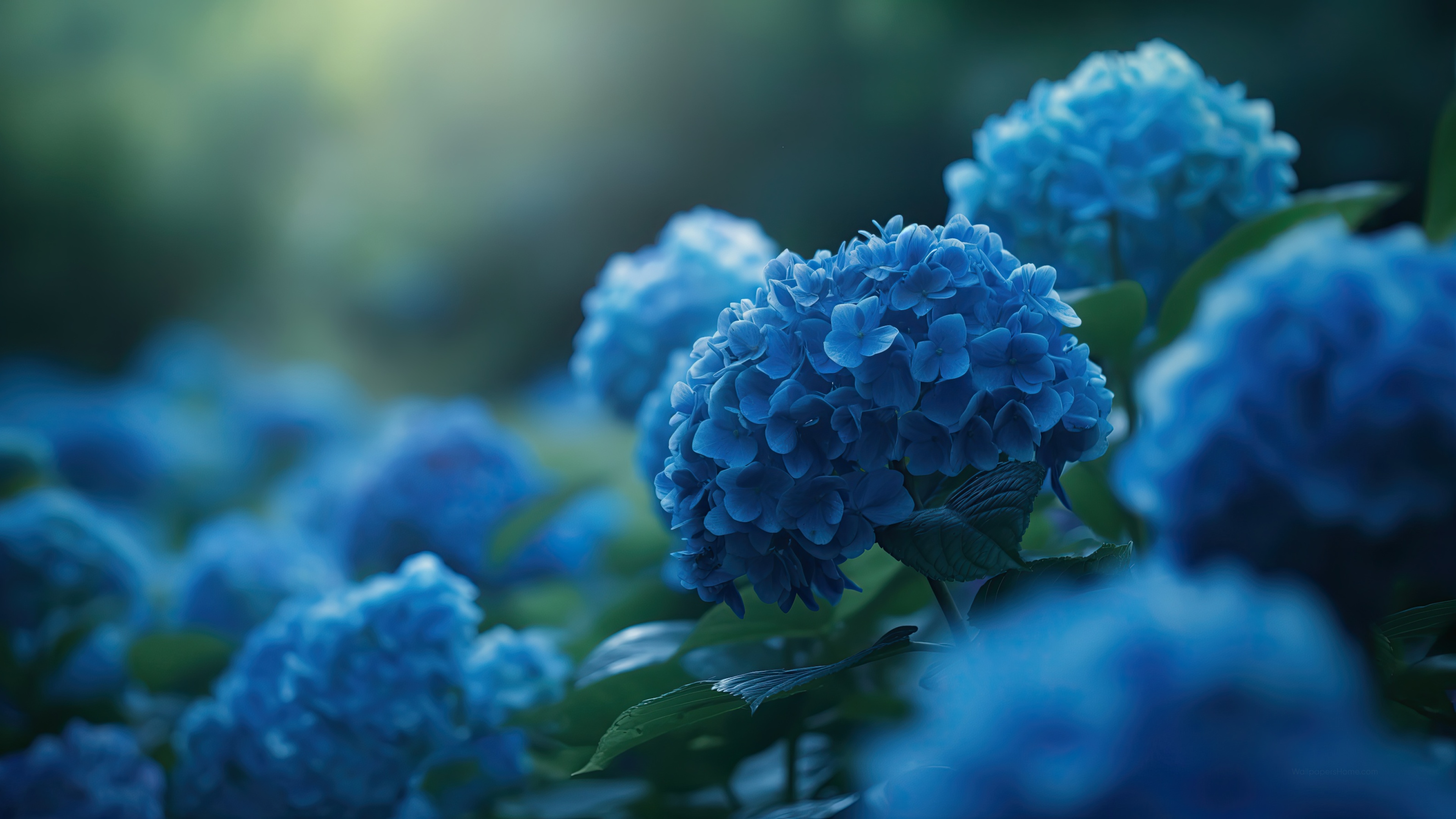 Hydrangea Wallpaper 4k Blue Flowers Floral