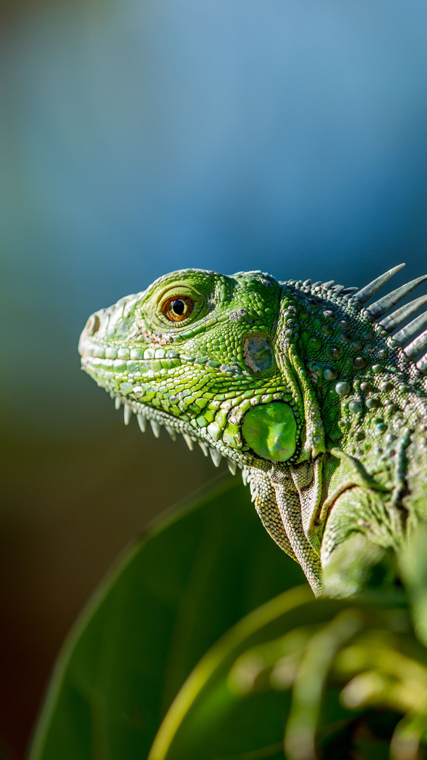 Wallpaper iguana, green, Animals #12579