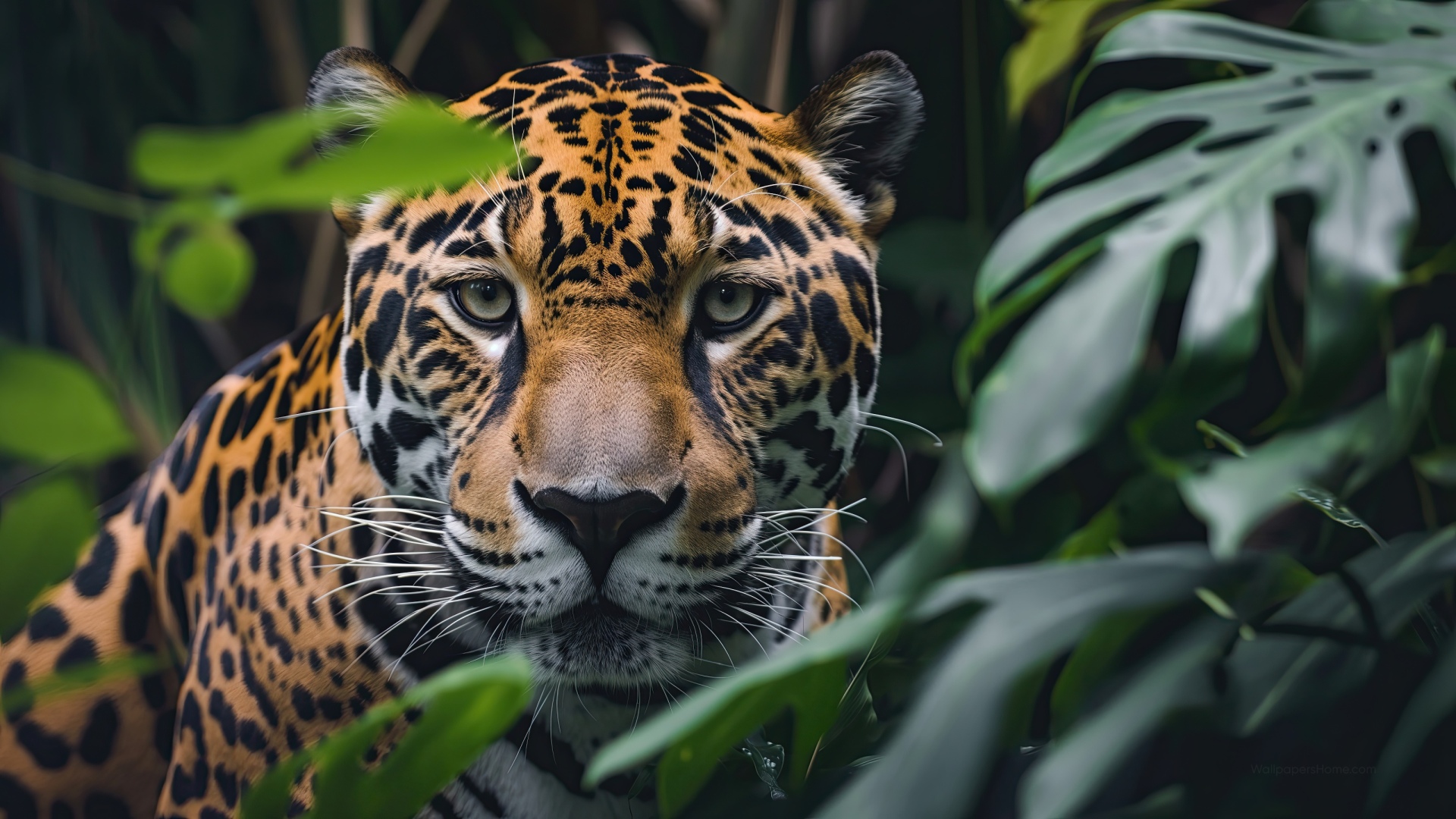 Jaguar Wallpaper 4k Feline Big Cat Jaguar Wallpaper 4k Feline Big Cat