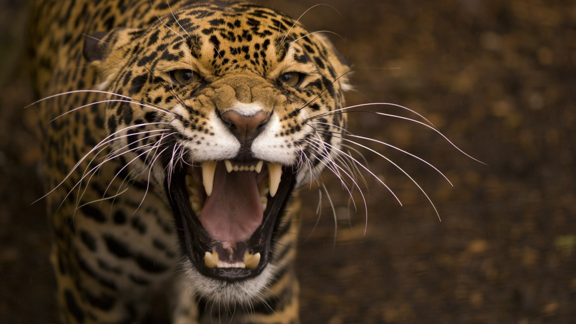 Wallpaper jaguar, wild, cat, face, teeth, rage, anger, jaws, teeth, Animals  #10152
