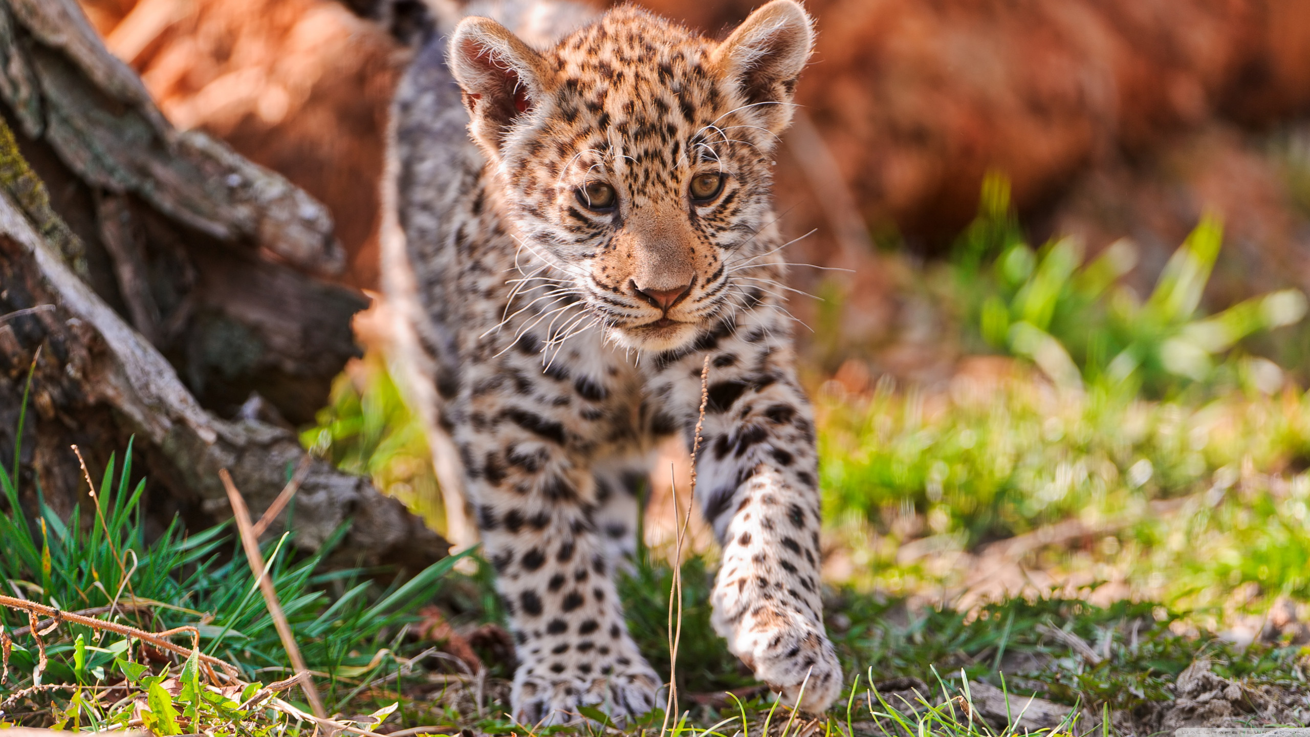 Wallpaper Jaguar, wild nature, cute, animal, Animals #911