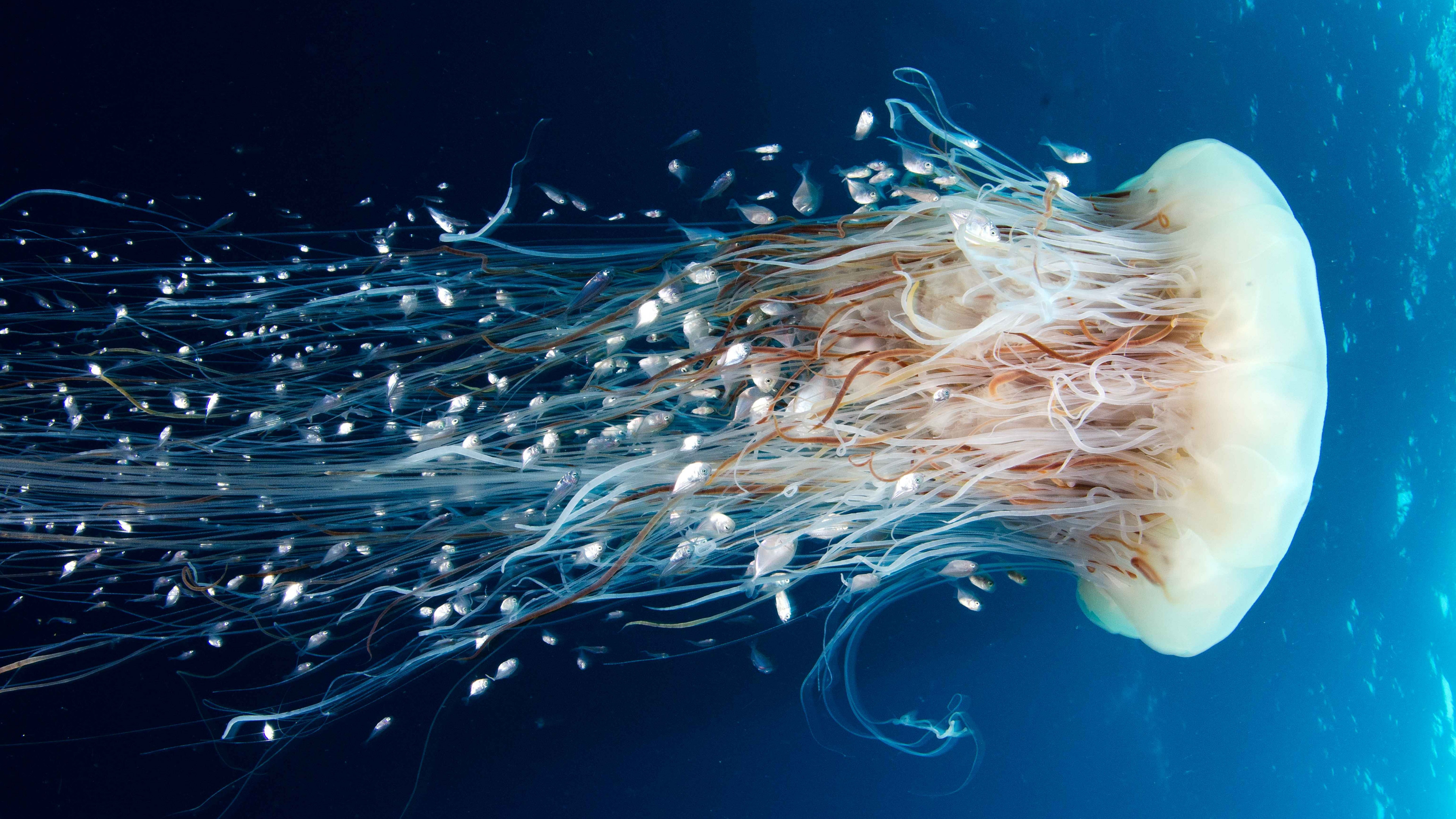 Jellyfish Underwater wallpaper x 