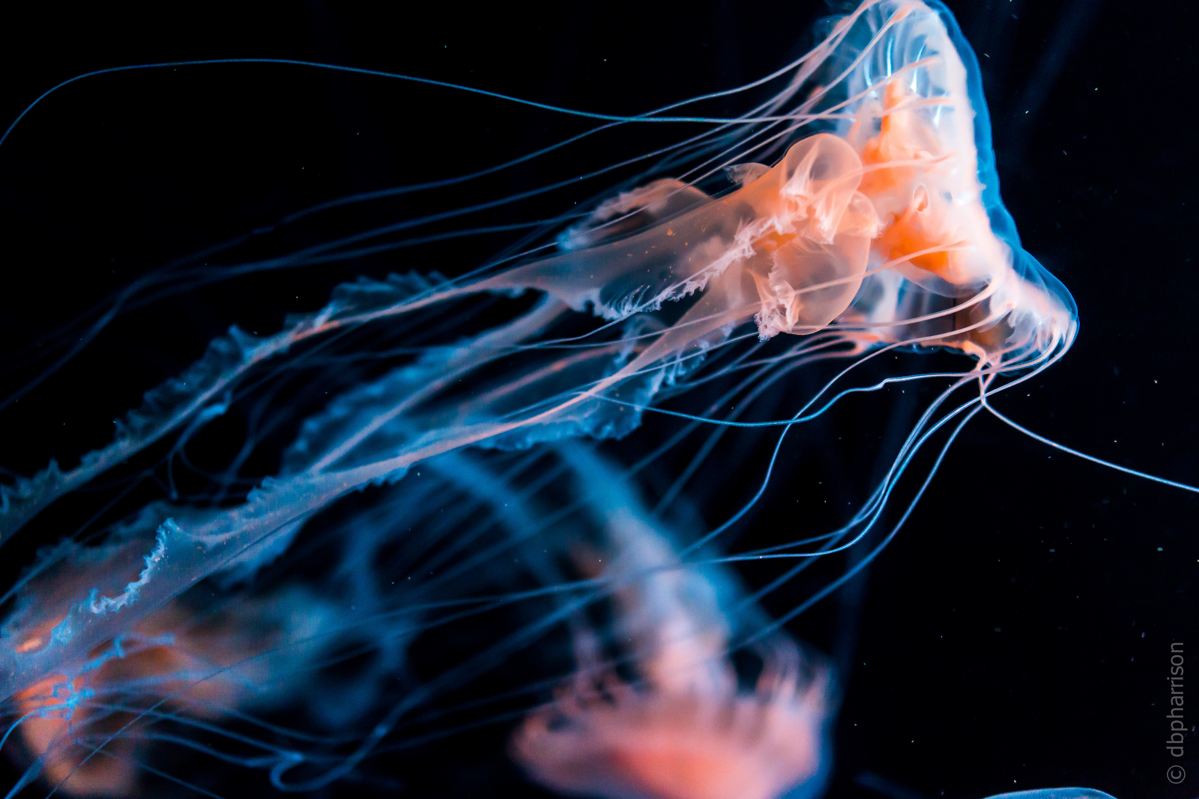Wallpaper Jellyfish, diving, tourism, underwater, Travel #6577