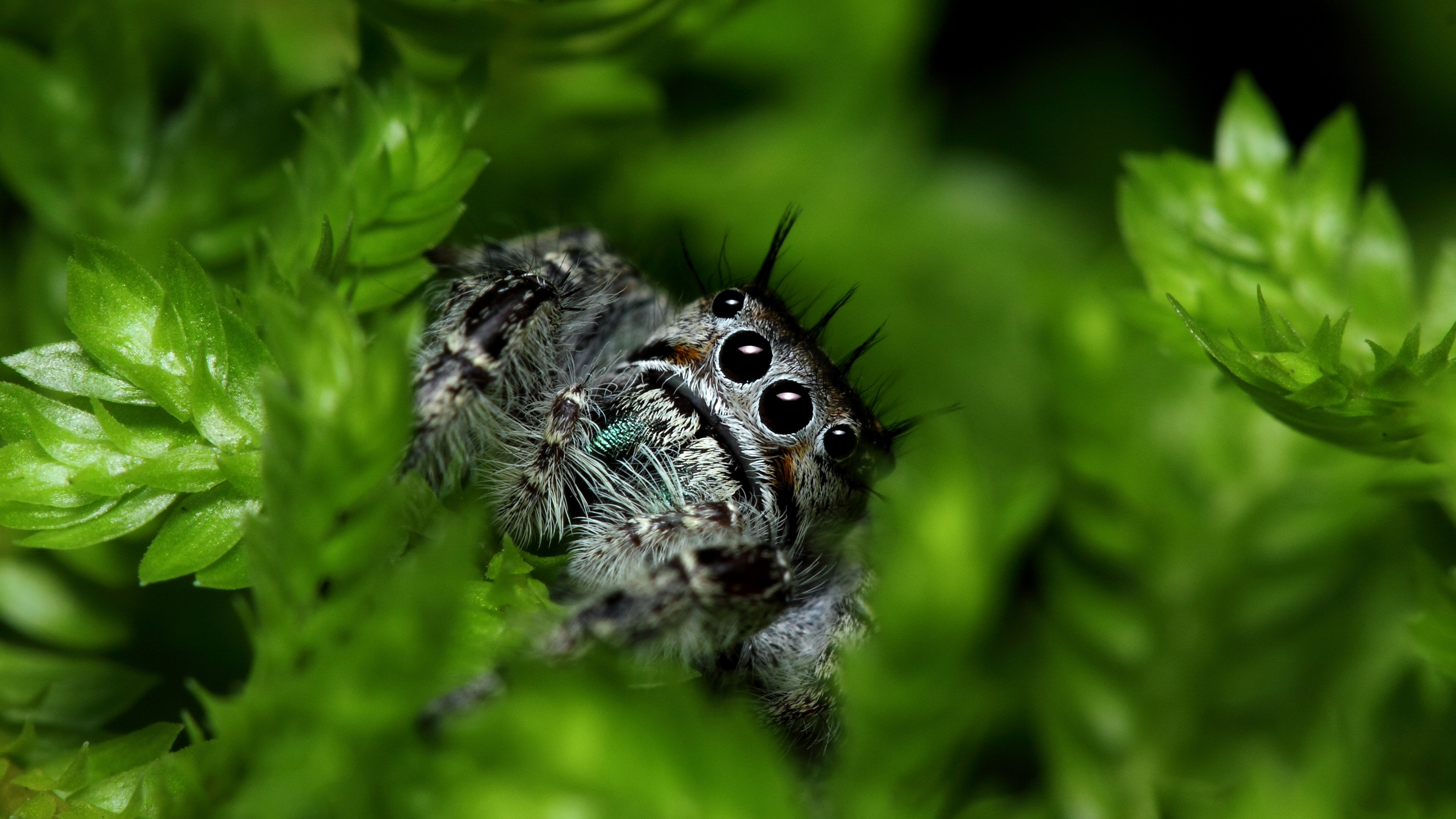 Wallpaper Jumping Spider, eyes, insects, leaves, green, nature, cute