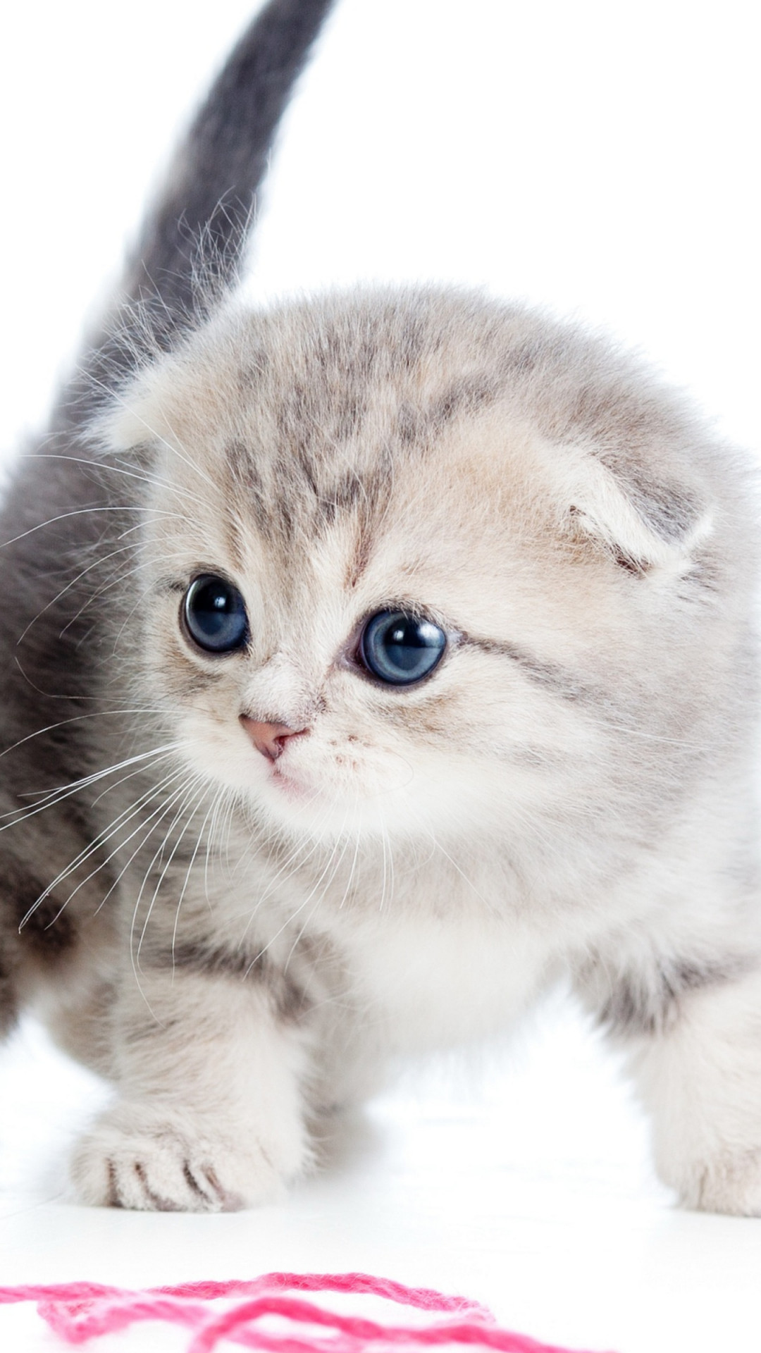 Wallpaper kitten, cat, cute, 4k, Animals #14573