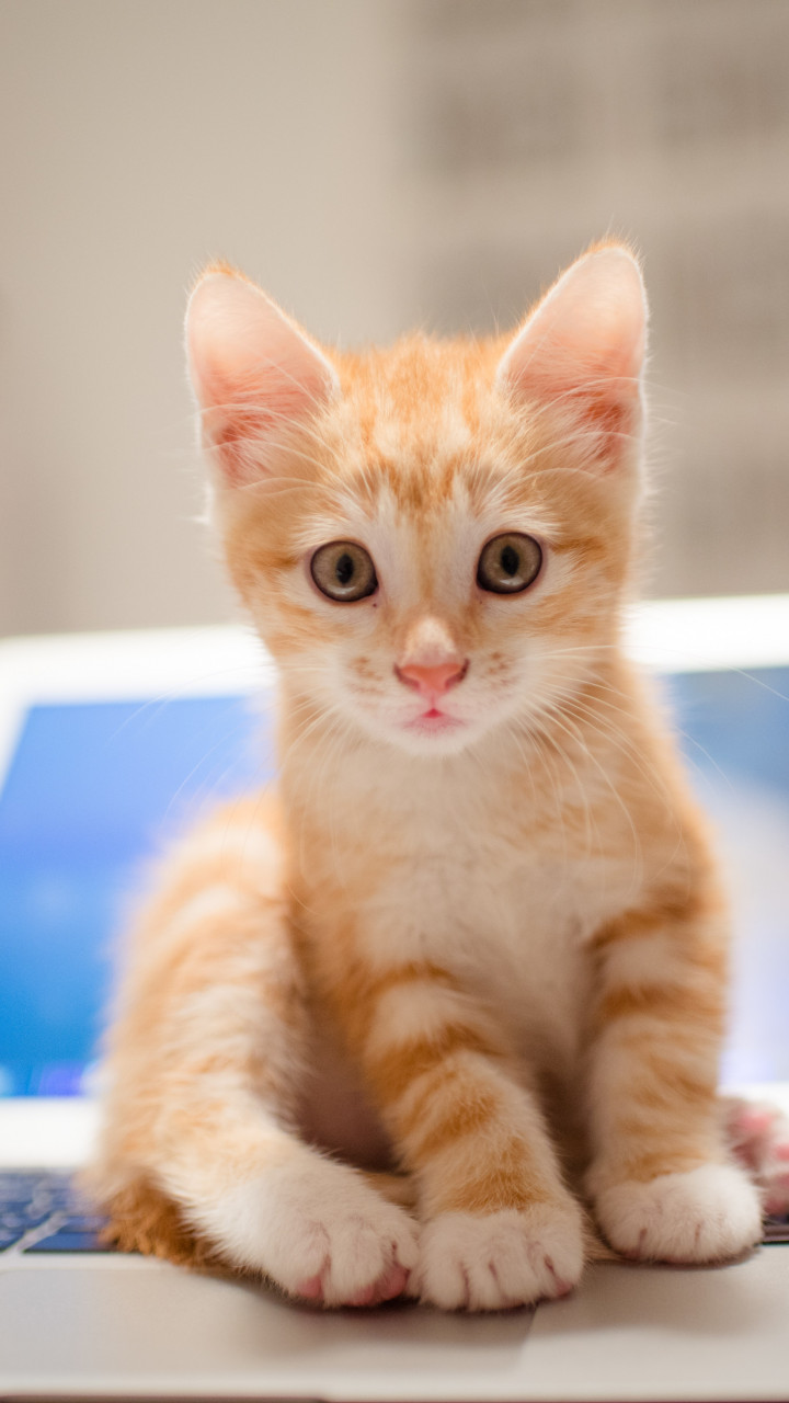 Wallpaper kitten, cat, cute, 8k, Animals #14575