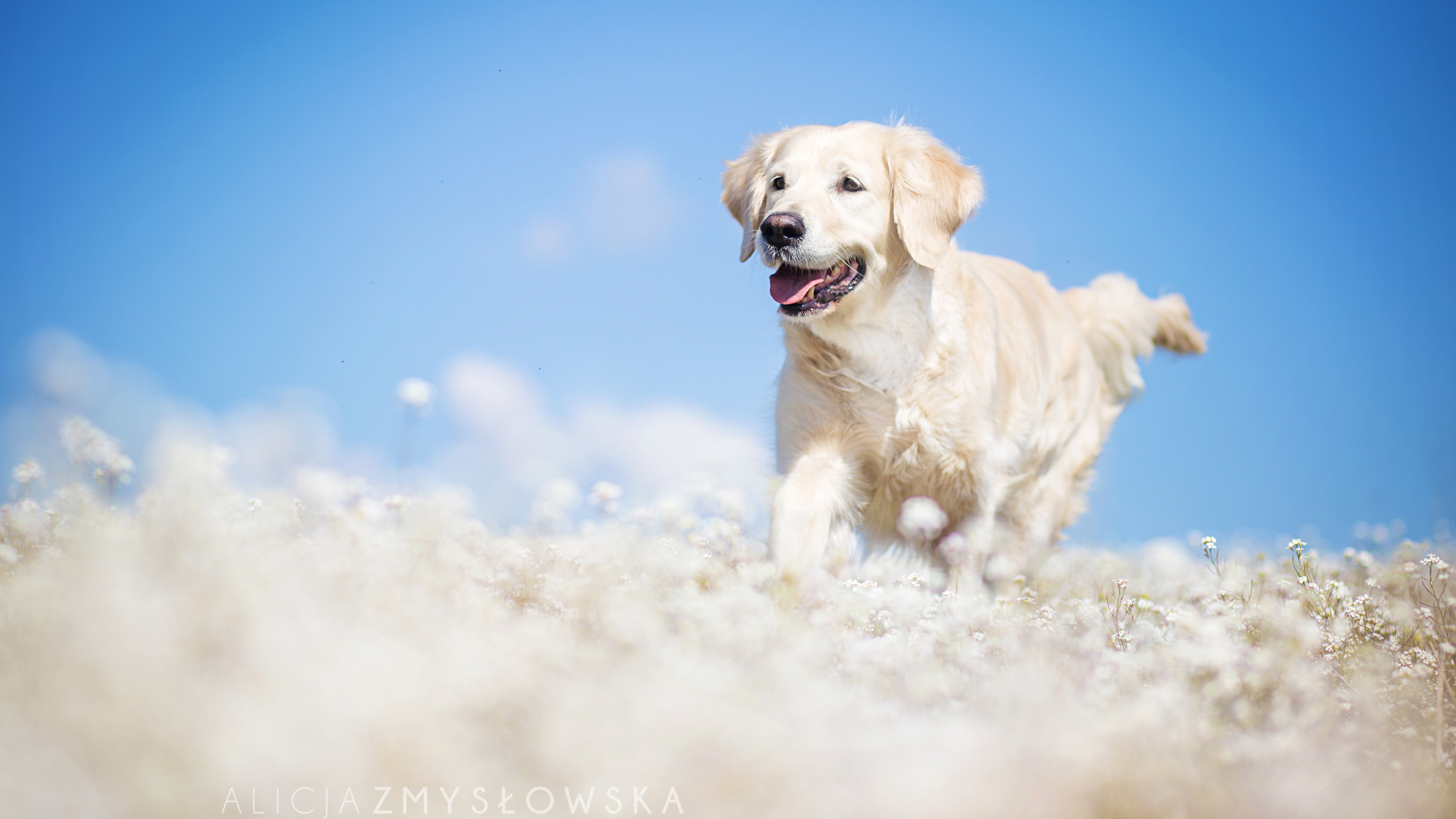 Wallpaper Labrador, dog, field, cute animals, funny 