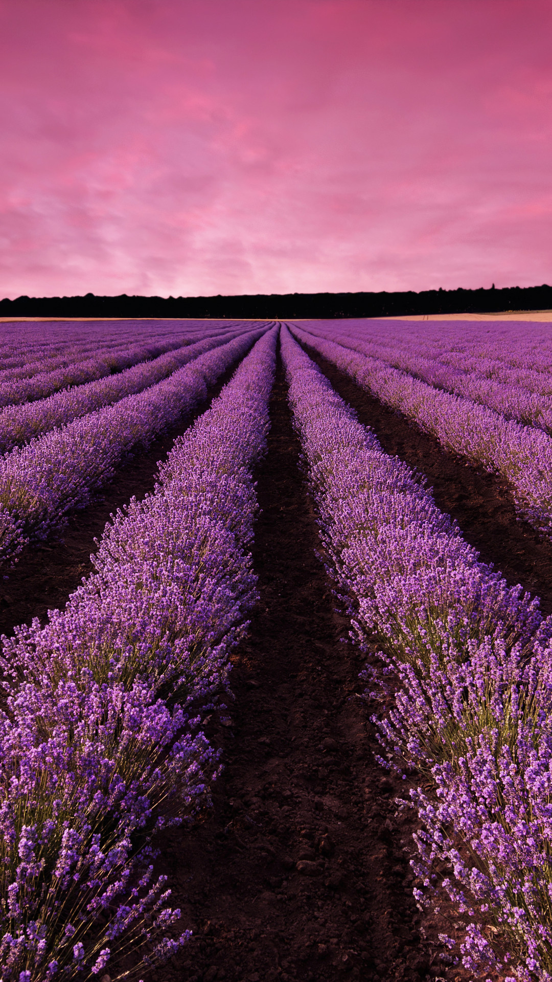 Wallpaper lavender, field, sky, mountain, Provence, France, Europe, 5k,  Nature #16531