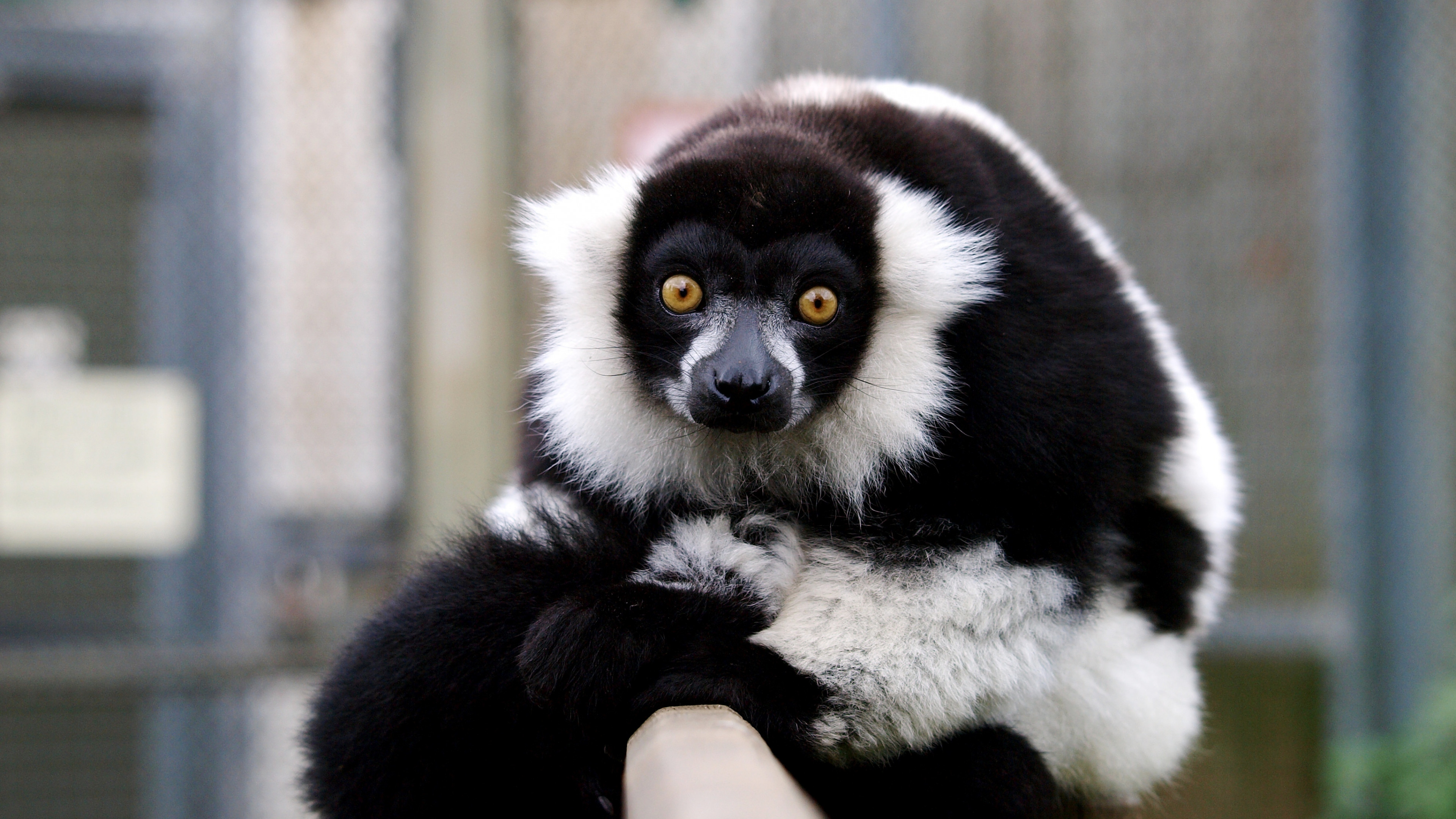 Wallpaper lemur, cute animals, funny, Animals #4461