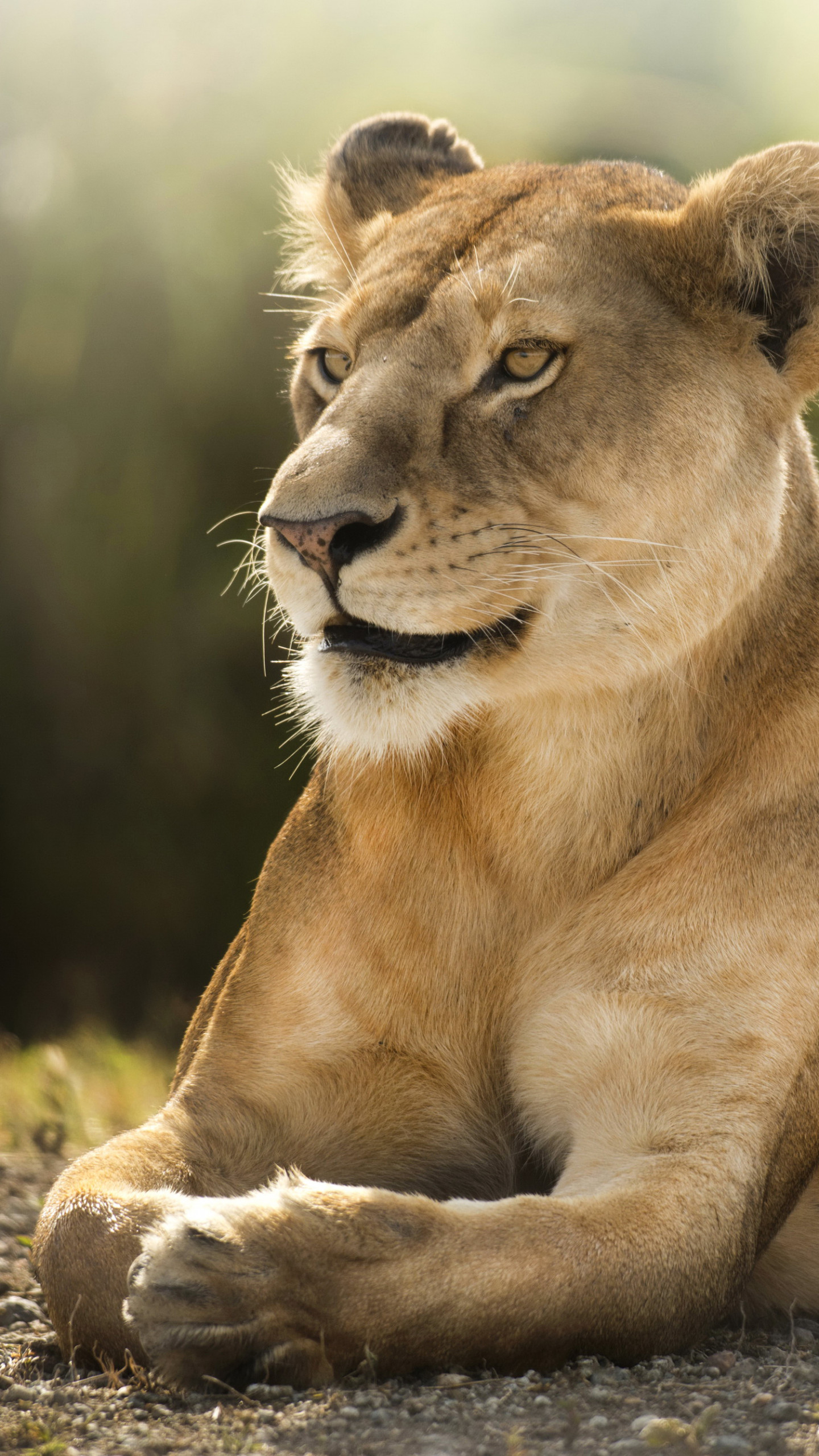 Wallpaper Lion, savanna, cute animals, Animals #4507