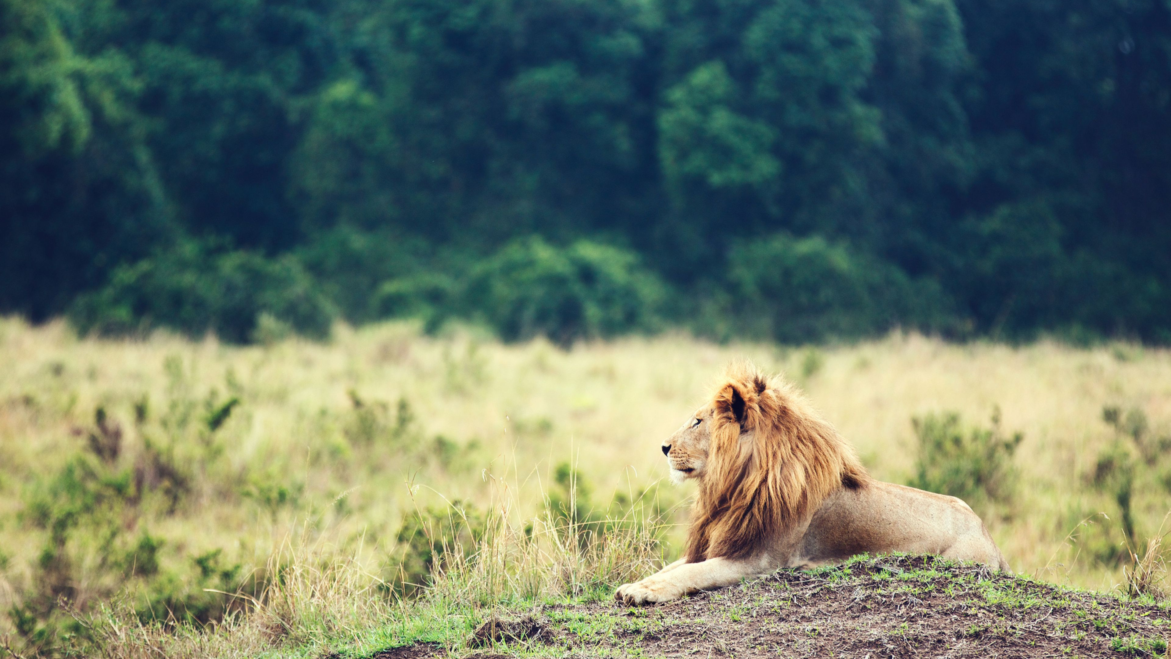 Animal backs. Львы в саванне. Львы в дикой природе. Красивый Лев. Звери на природе.