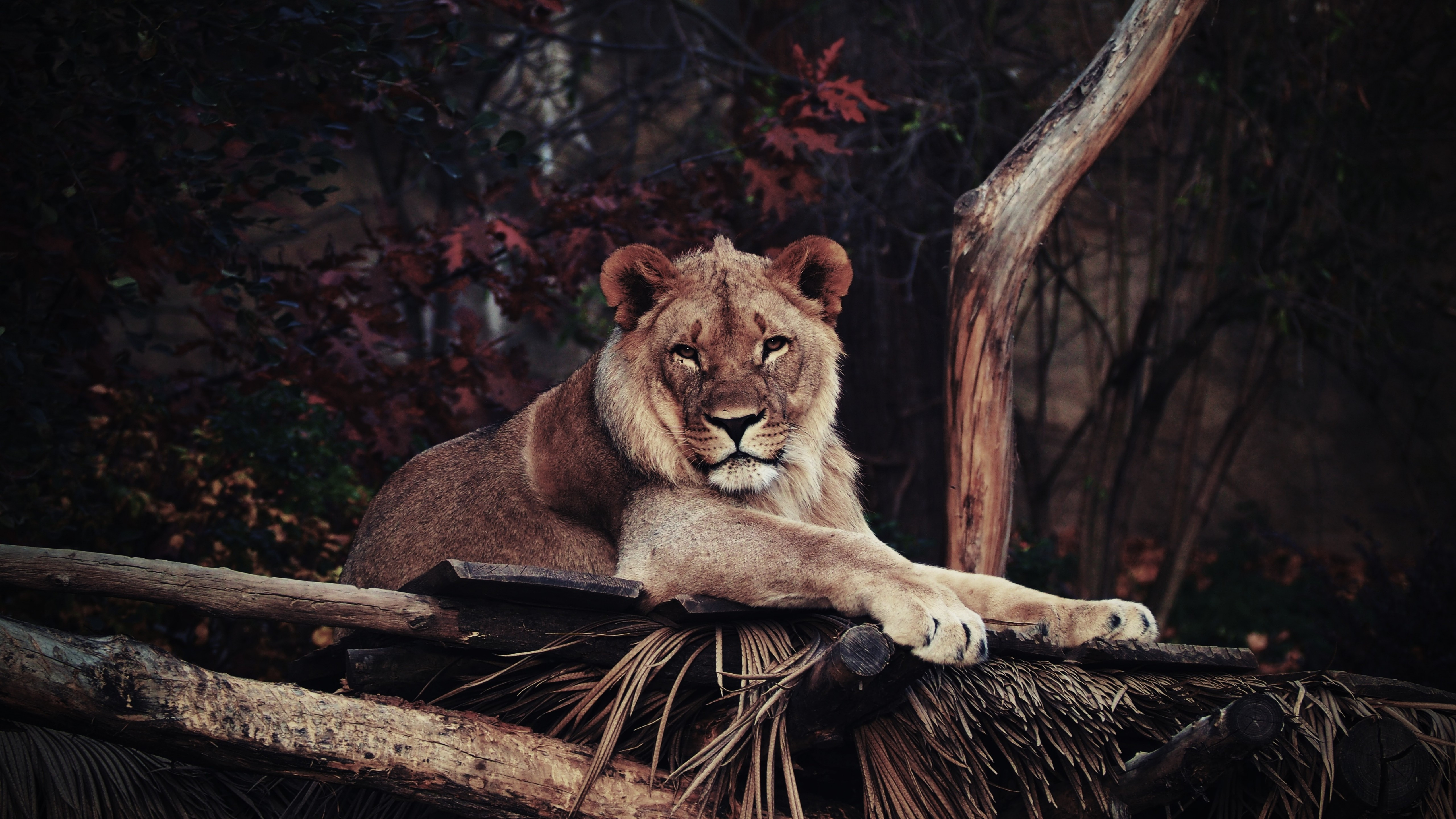 Wallpaper lion, savanna, 5k, Animals #14875
