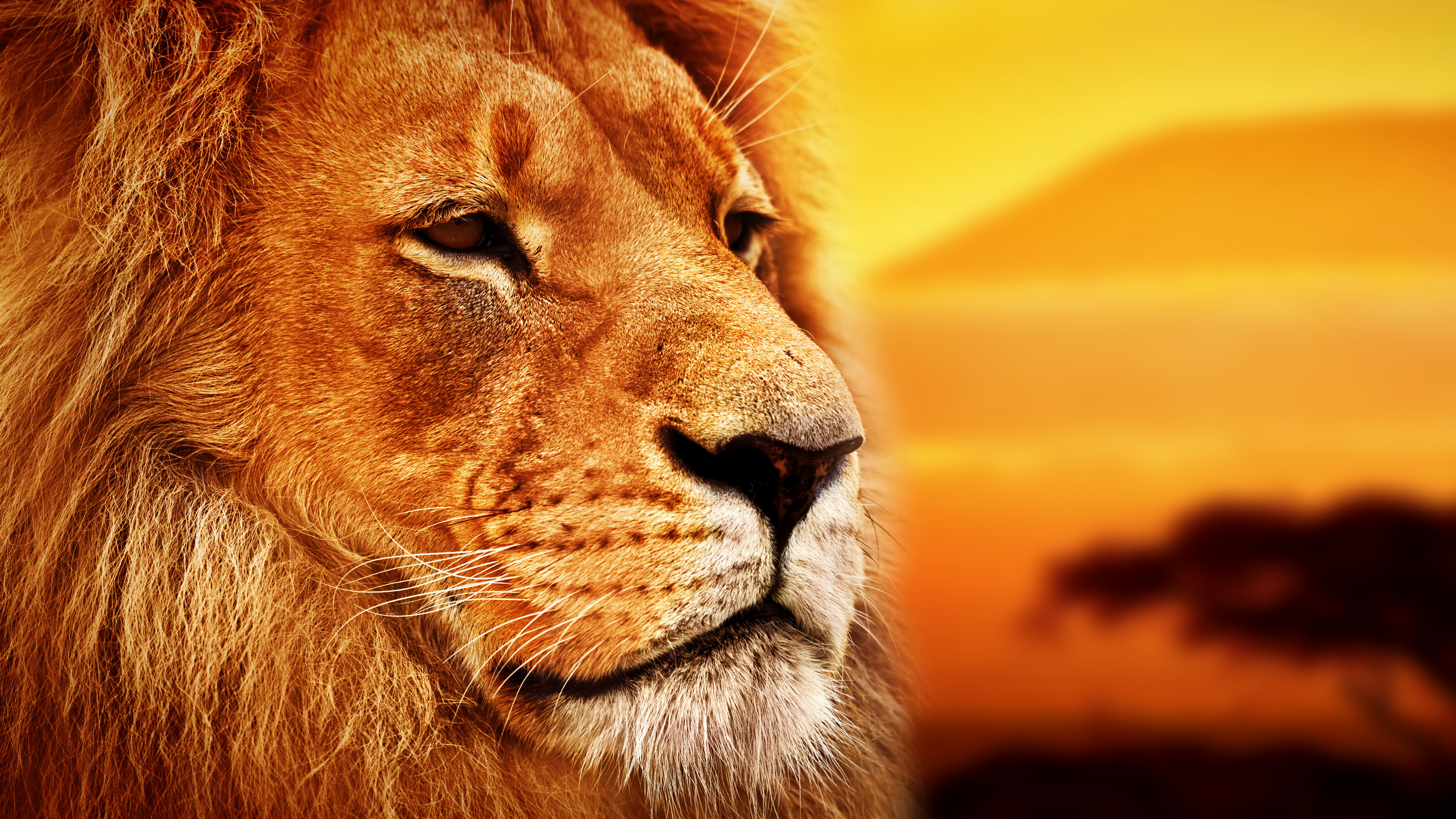 Wallpaper Lion, Savanna, 8K, Animals 16178-3614