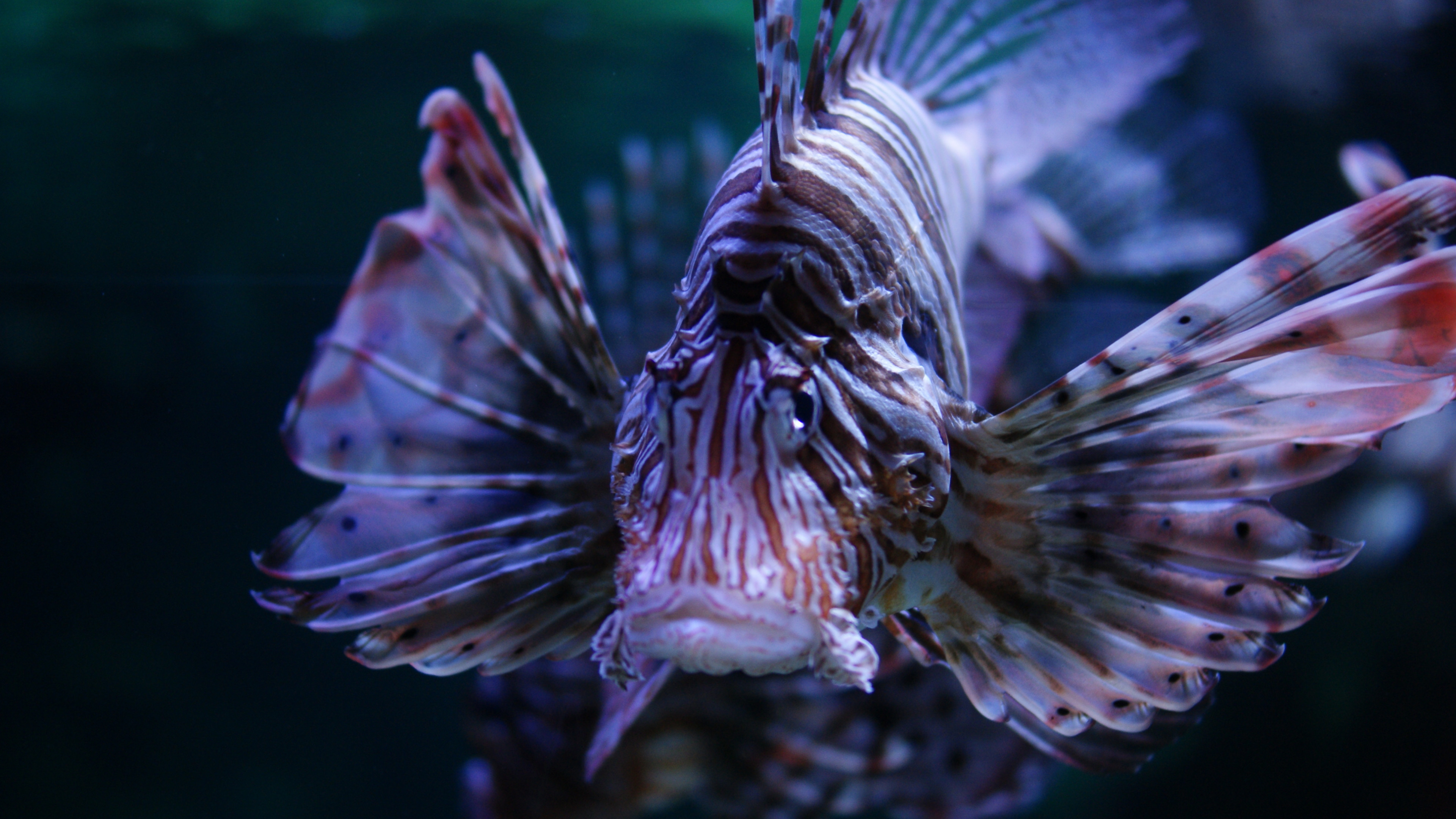 Wallpaper Lionfish, 5k, 4k wallpaper, Budapest, Tropicarium, Oceanarium,  aquarium, water, underwater, purple, fish, tourism, diving, World's best  diving sites, OS #1266