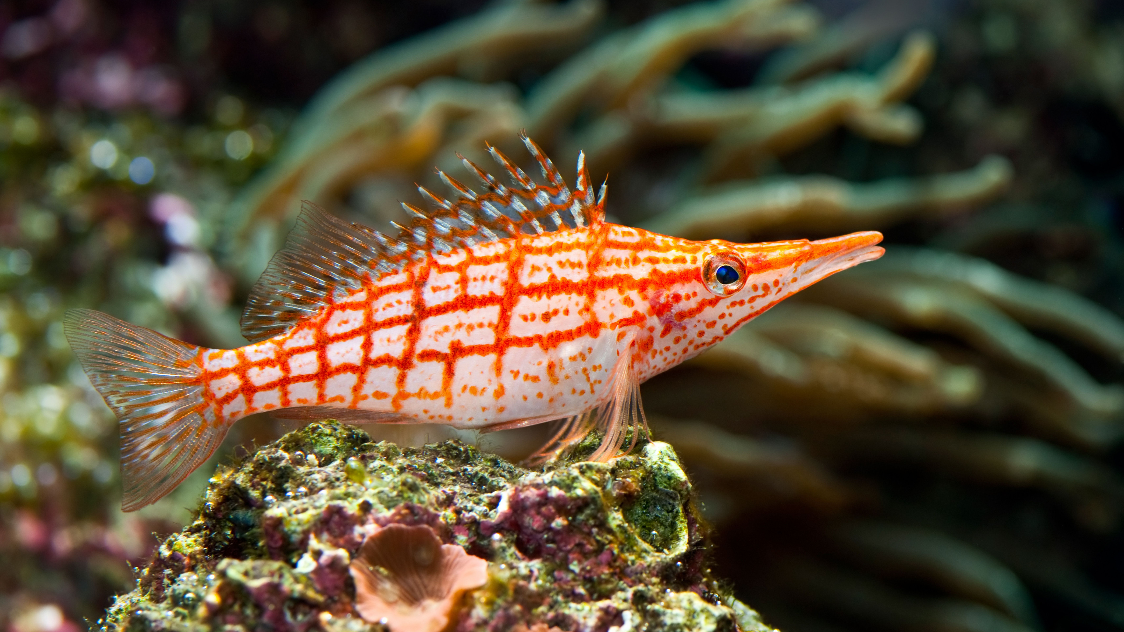 Wallpaper longnose hawkfish, underwater, Best Diving Sites, Animals #4513