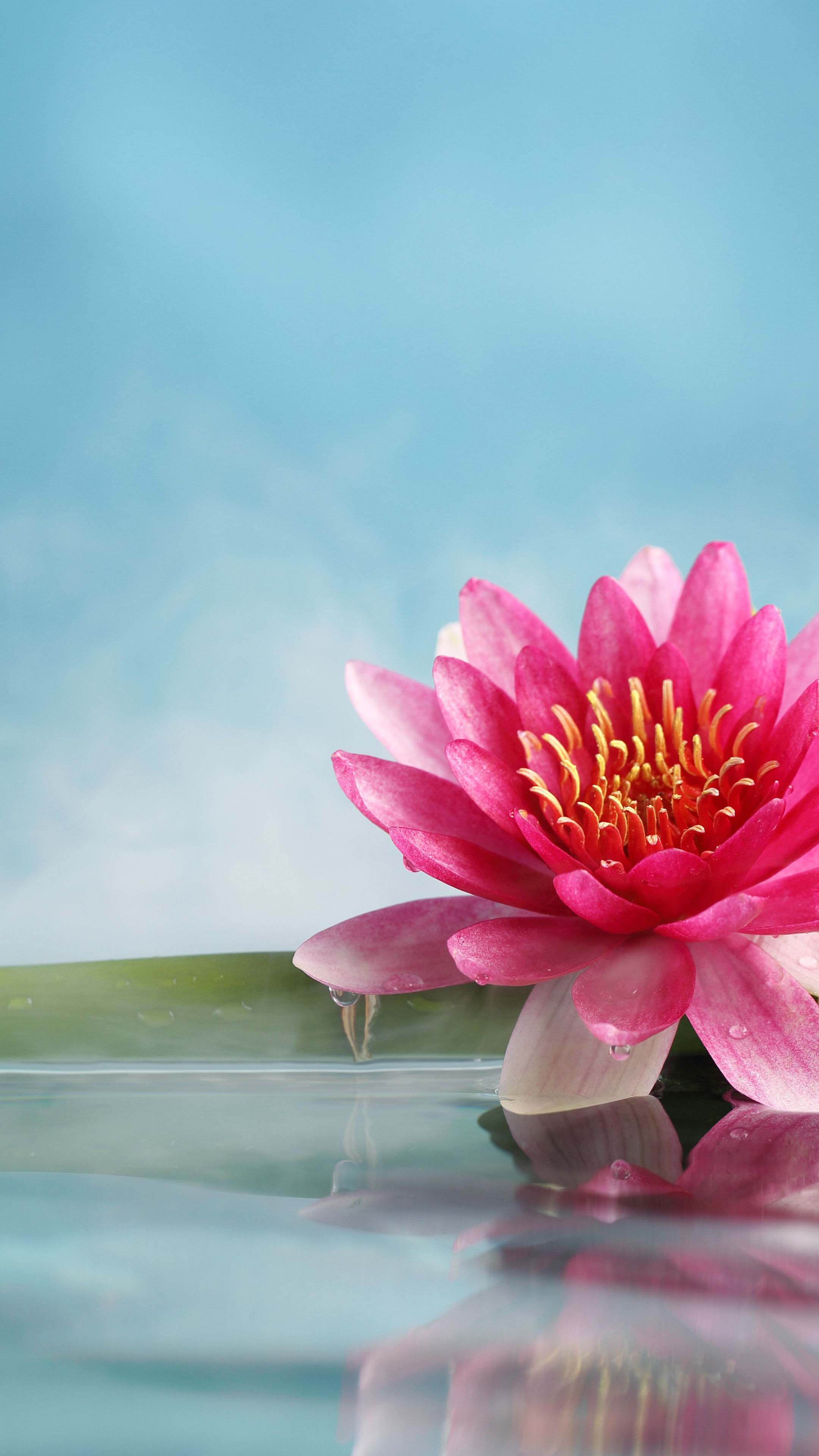 Wallpaper lotus, flower, bamboo, water