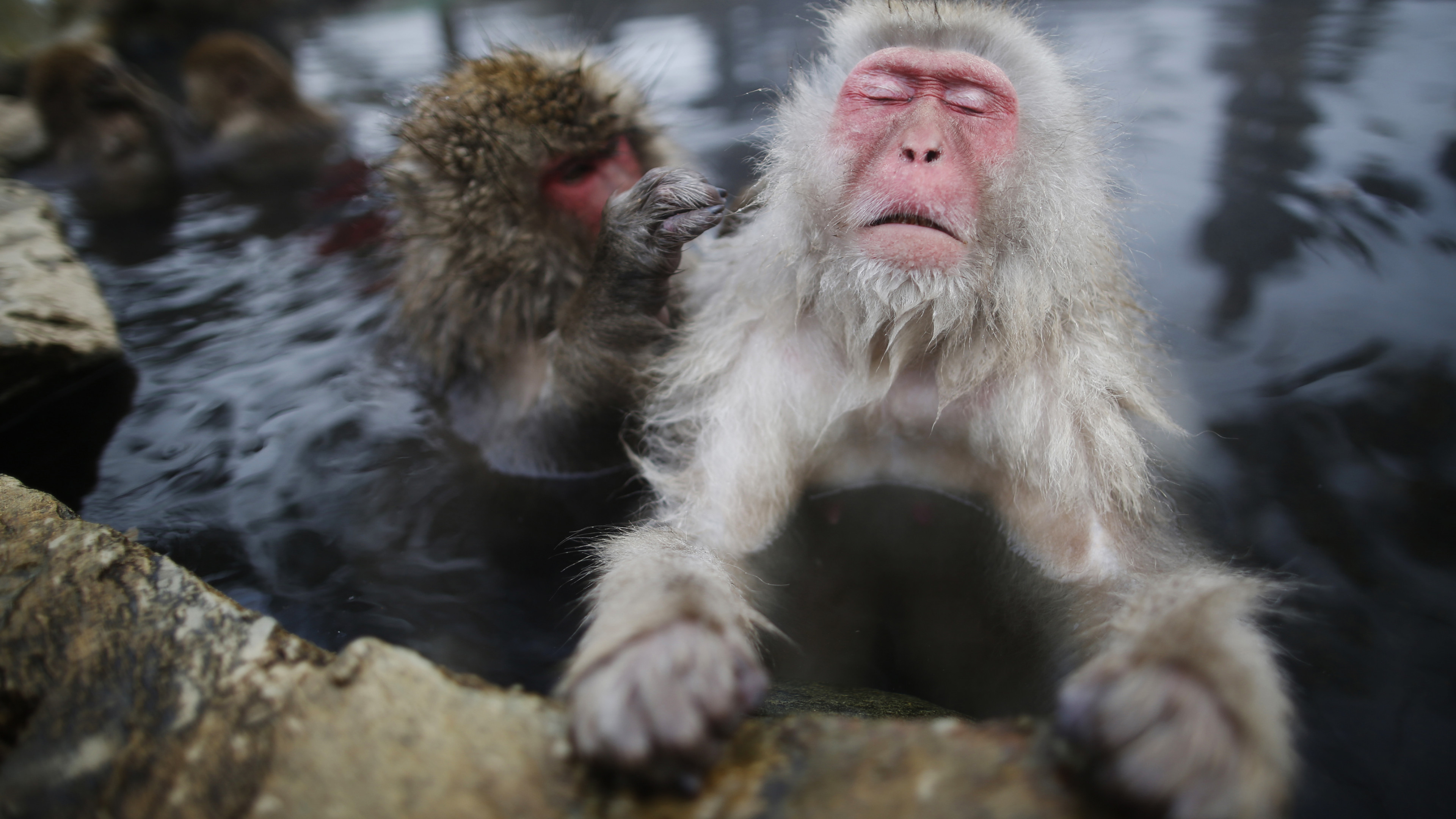 Wallpaper monkey, water, cute animals, funny, Animals #8300 - Page 2