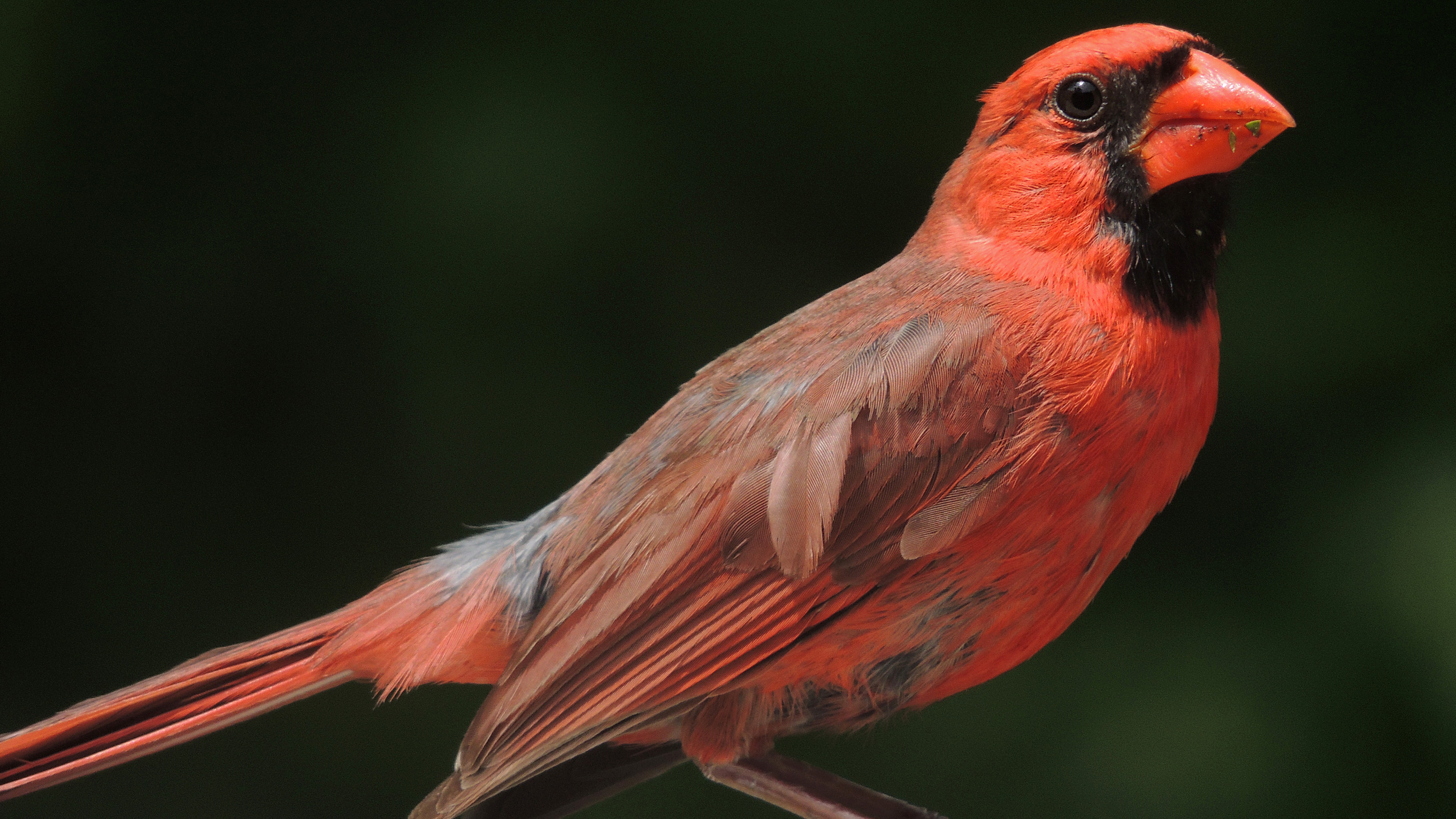 Wallpaper Northern Cardinal, Columbia, red, bird, animal