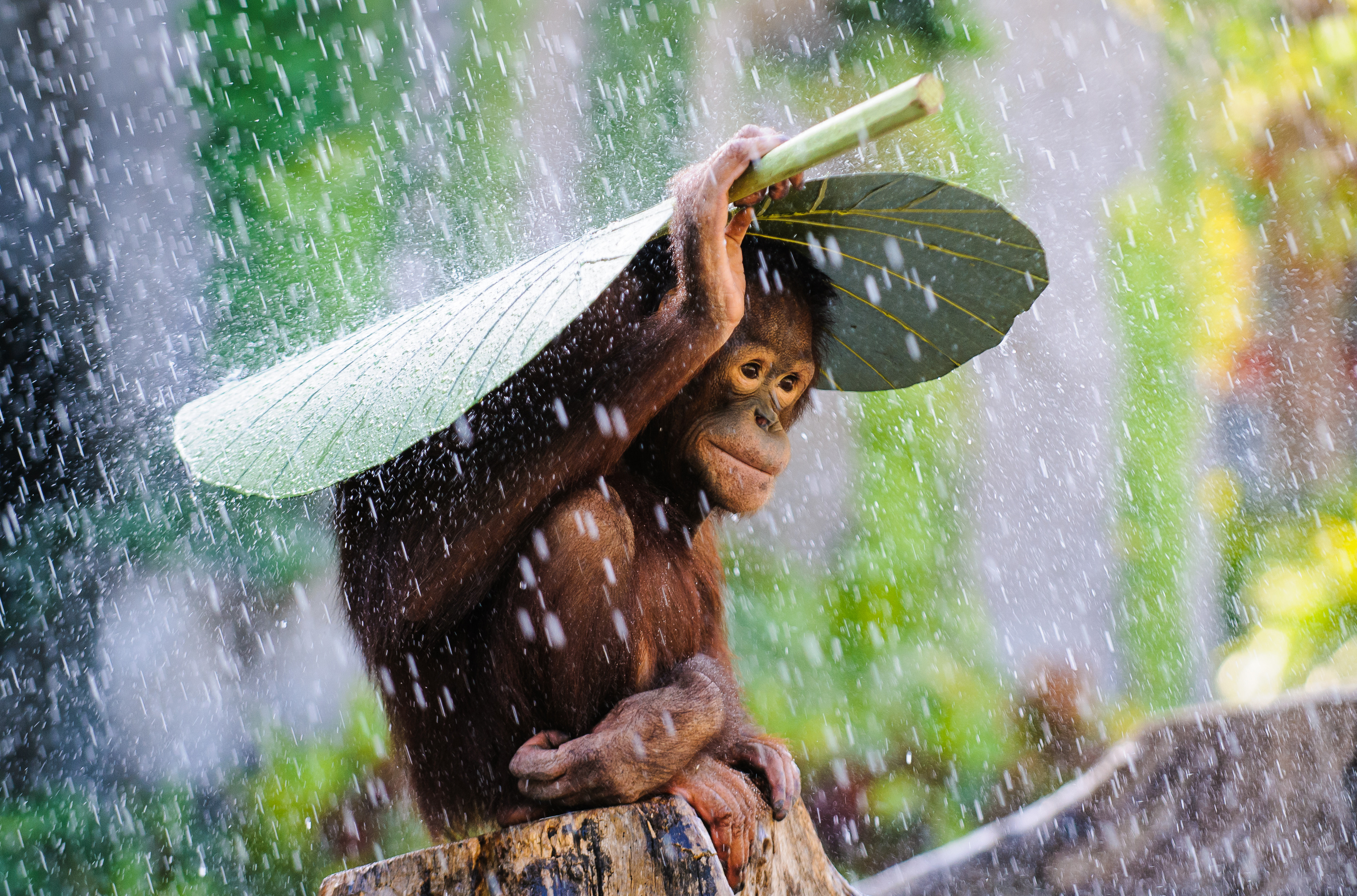 Wallpaper Orangutan, Bali, rain, monkey, 2015 Sony World Photography