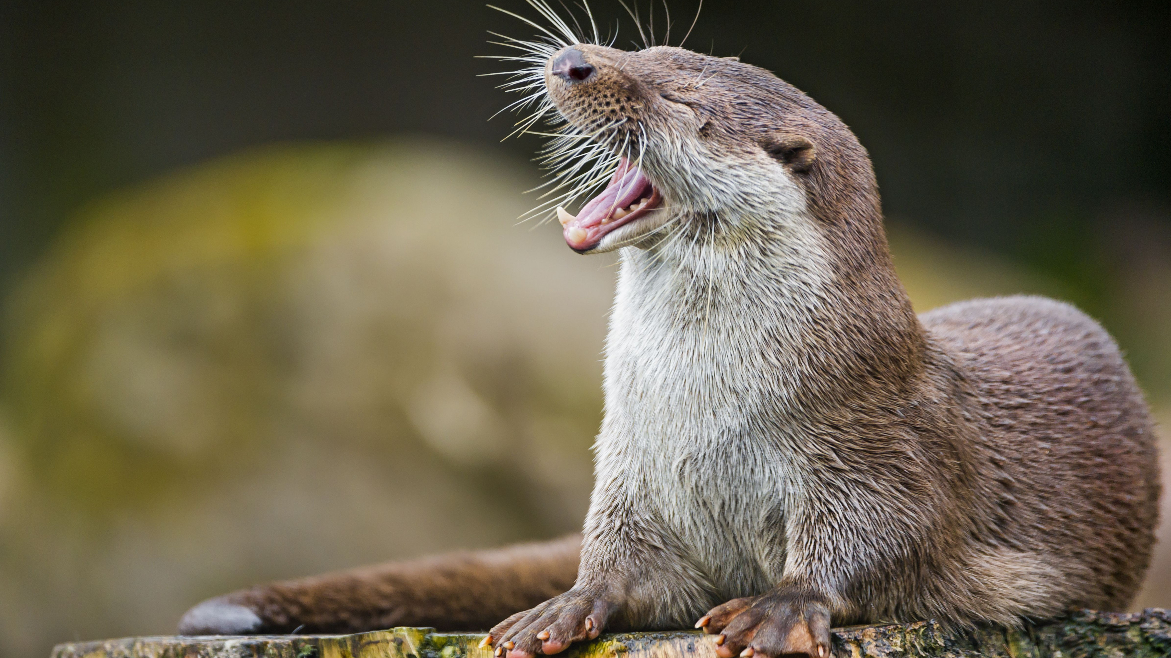 Wallpaper otter, cute animals, funny, Animals #4499