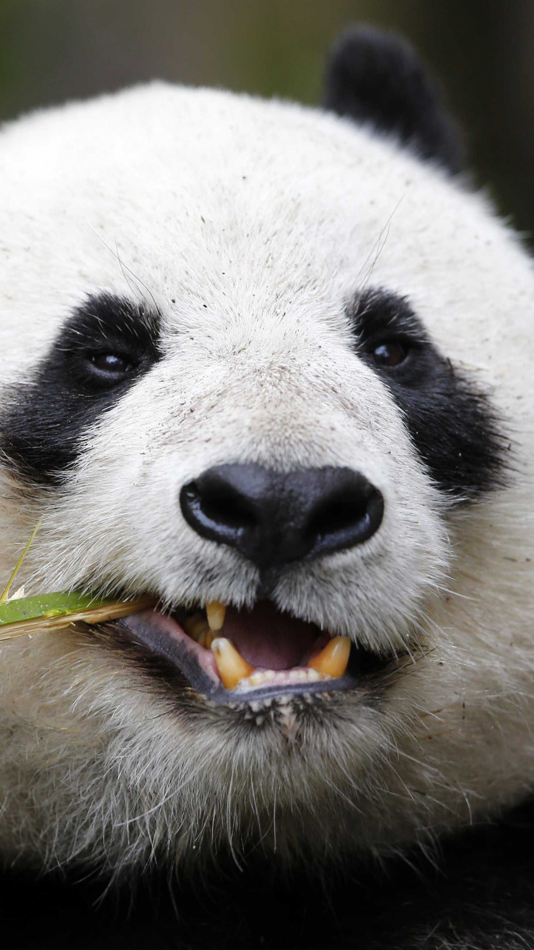 Wallpaper Panda, Giant Panda Zoo, Cute Animals, Animals #3935