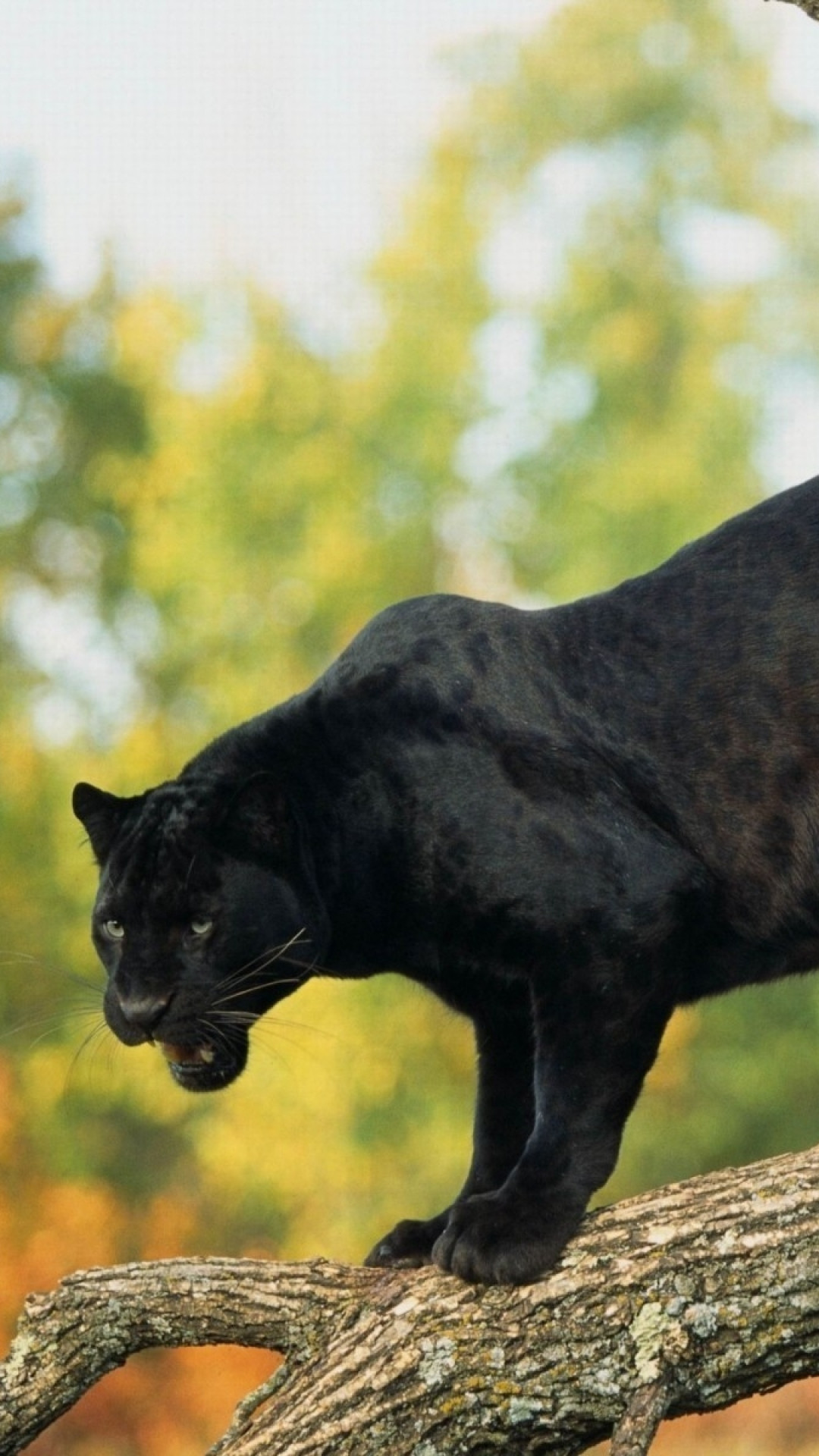 Wallpaper panther, black, 4k, Animals #15441
