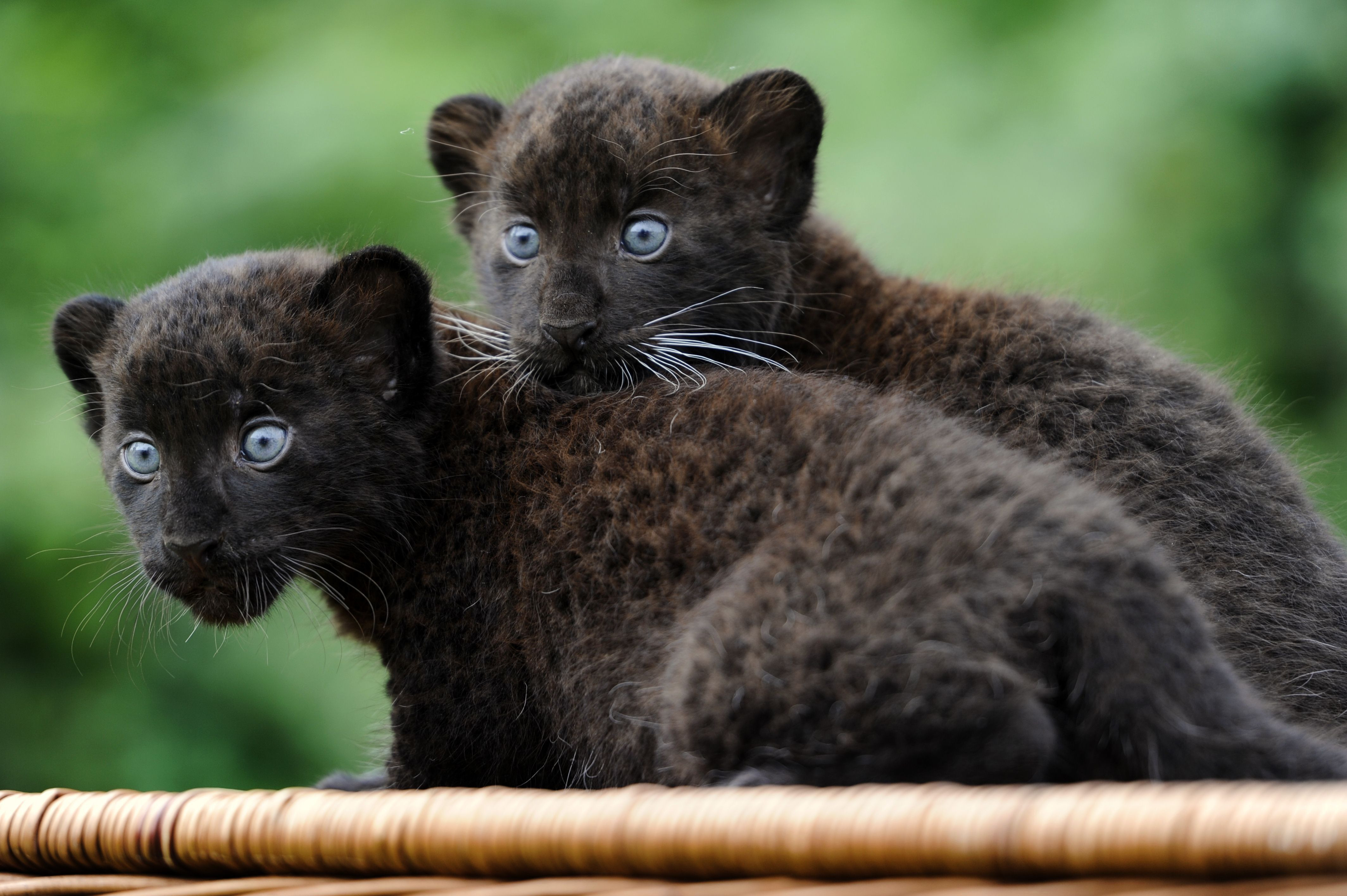 Wallpaper Panther Cub Cats Kittens Black Cat Fur Blue Eyes