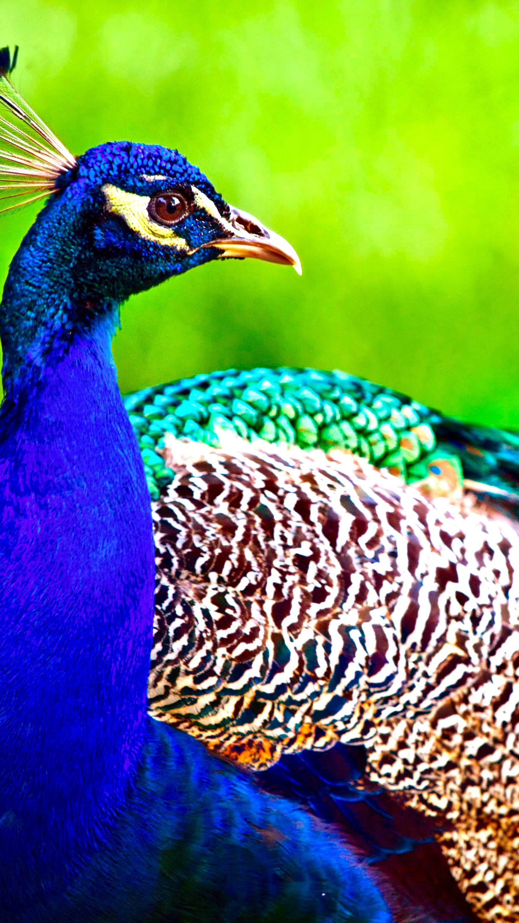 Wallpaper Peacock, feathers, Animals #4741