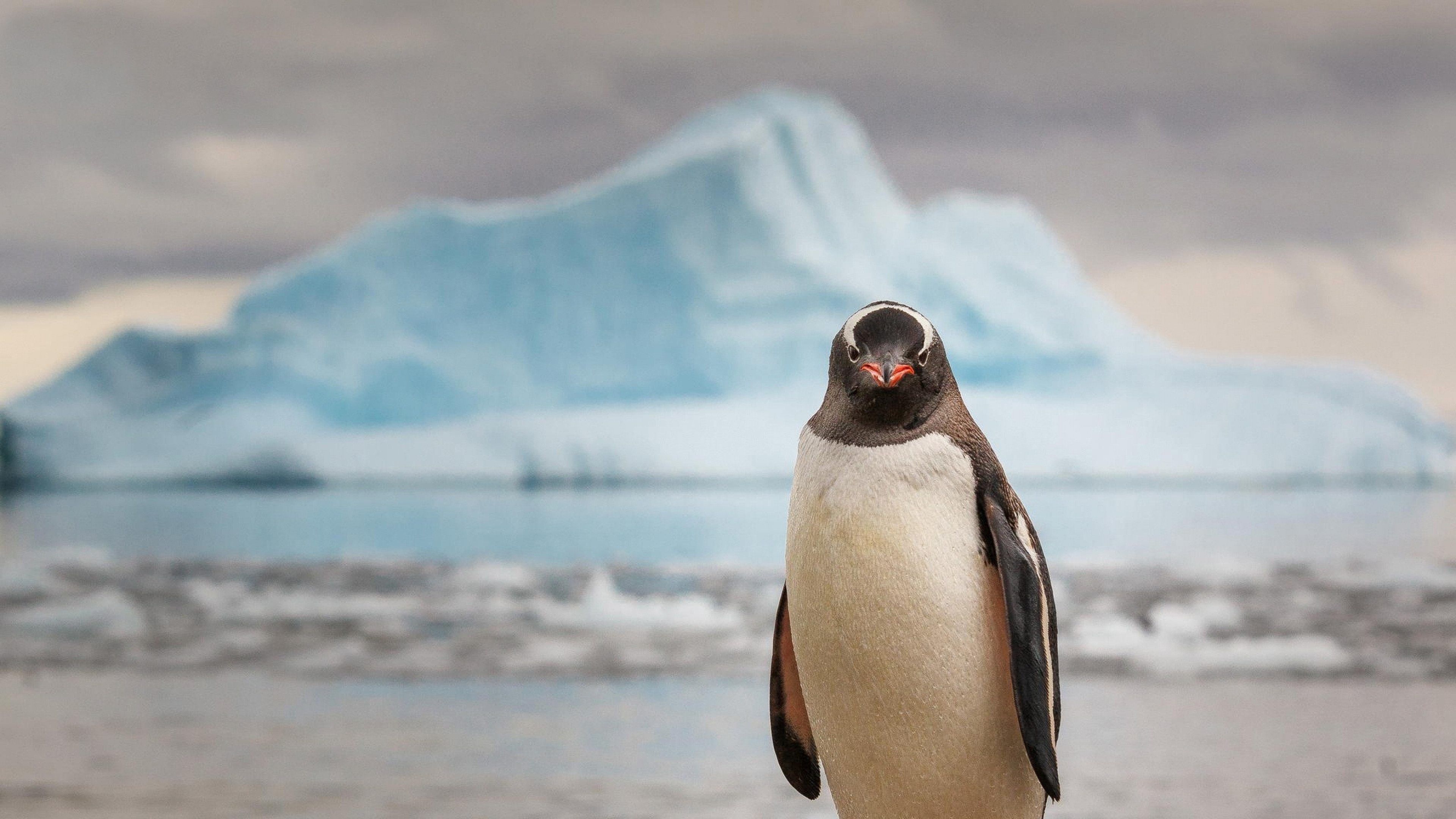 Wallpaper penguin, 4k, Animals 14934