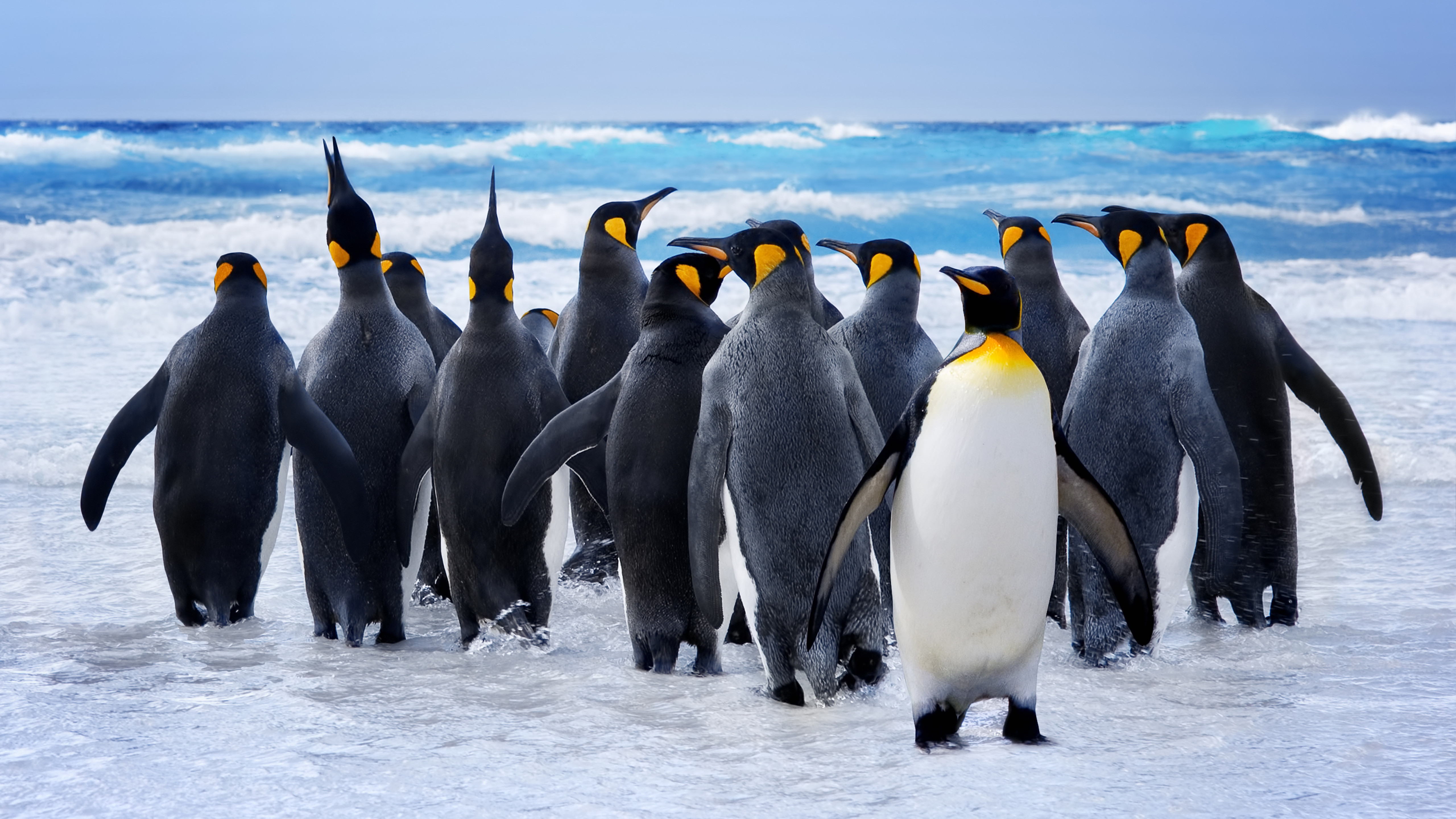 Wallpaper Pinguin, snow, ocean, cute animals, funny