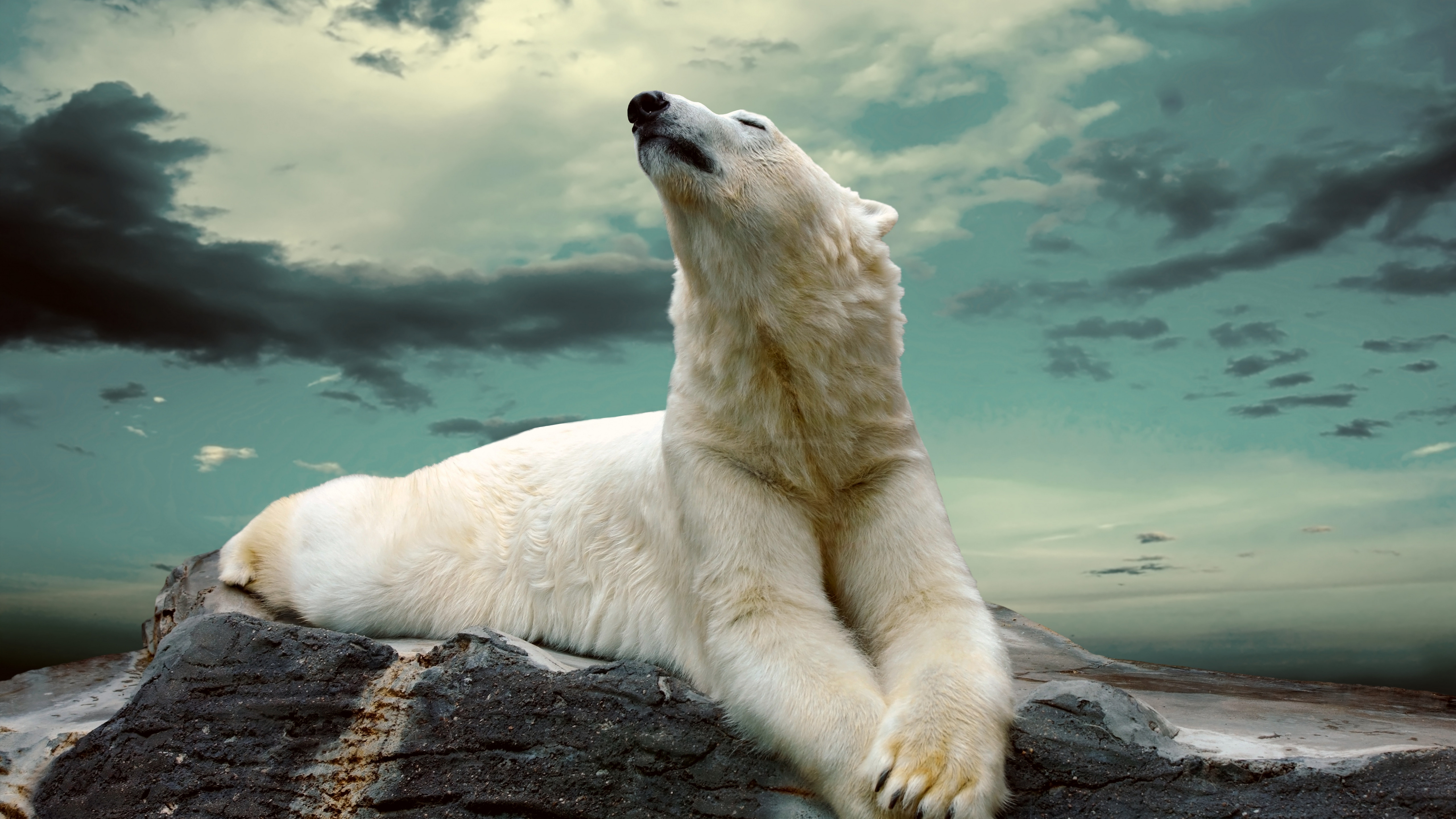 Wallpaper polar bear, cute animals, sky, clouds, 8k, Animals 17407
