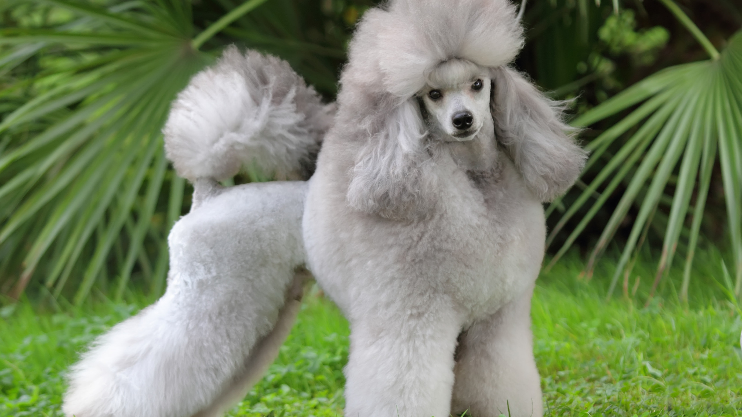 Wallpaper Poodle, grey, grass, cute animals, Animals 10144