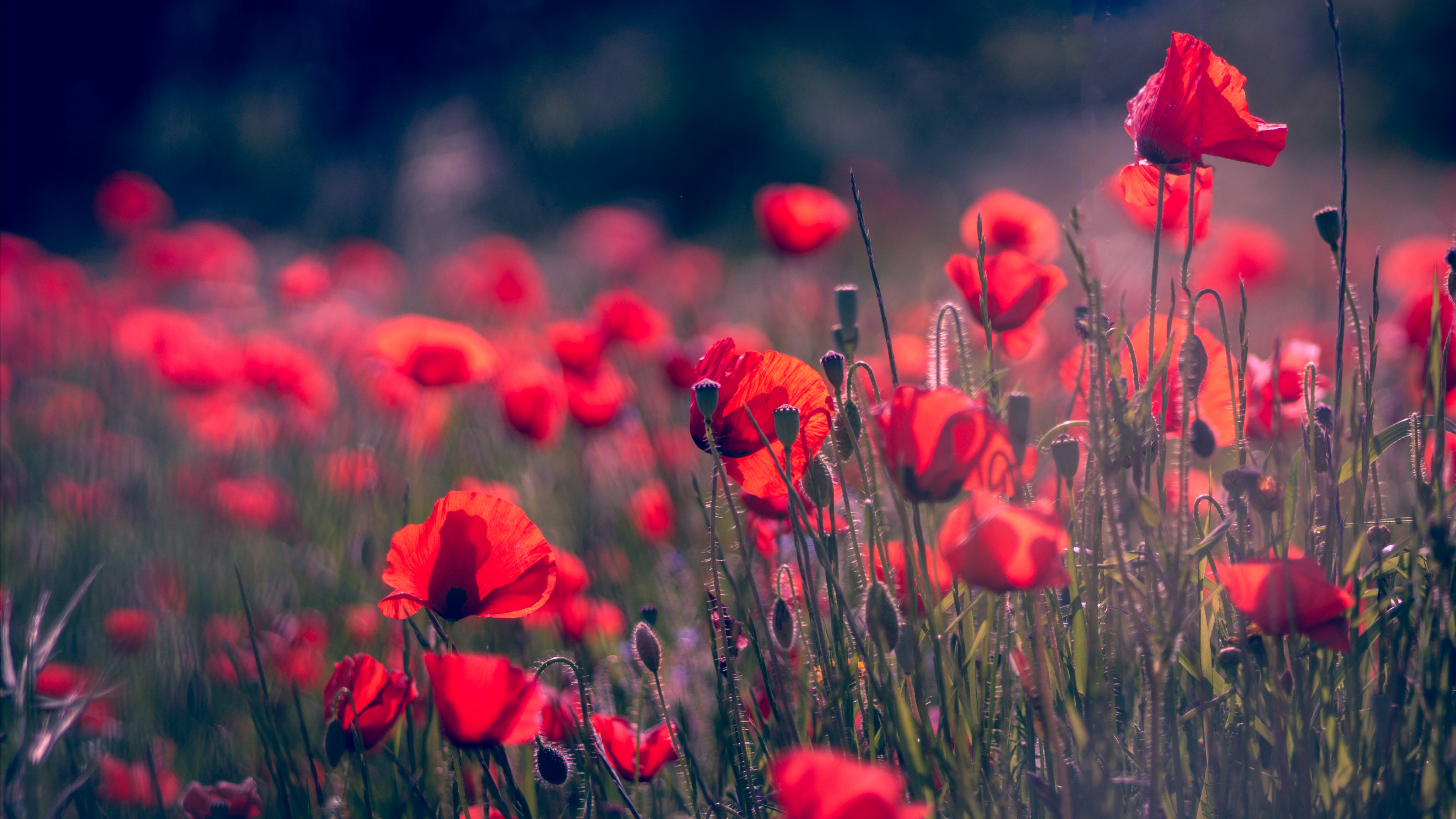 Cool Poppy Red Flowers wallpaper  Download TOP Free wallpapers