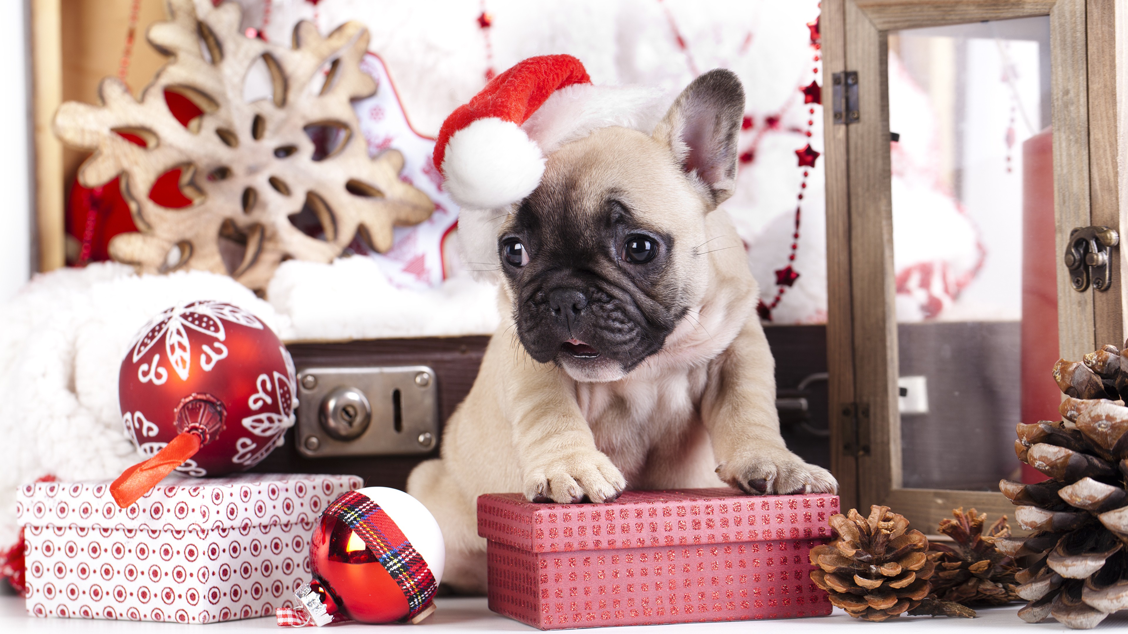 Wallpaper puppy, cute animals, Christmas, New Year, 4k, Holidays #16594