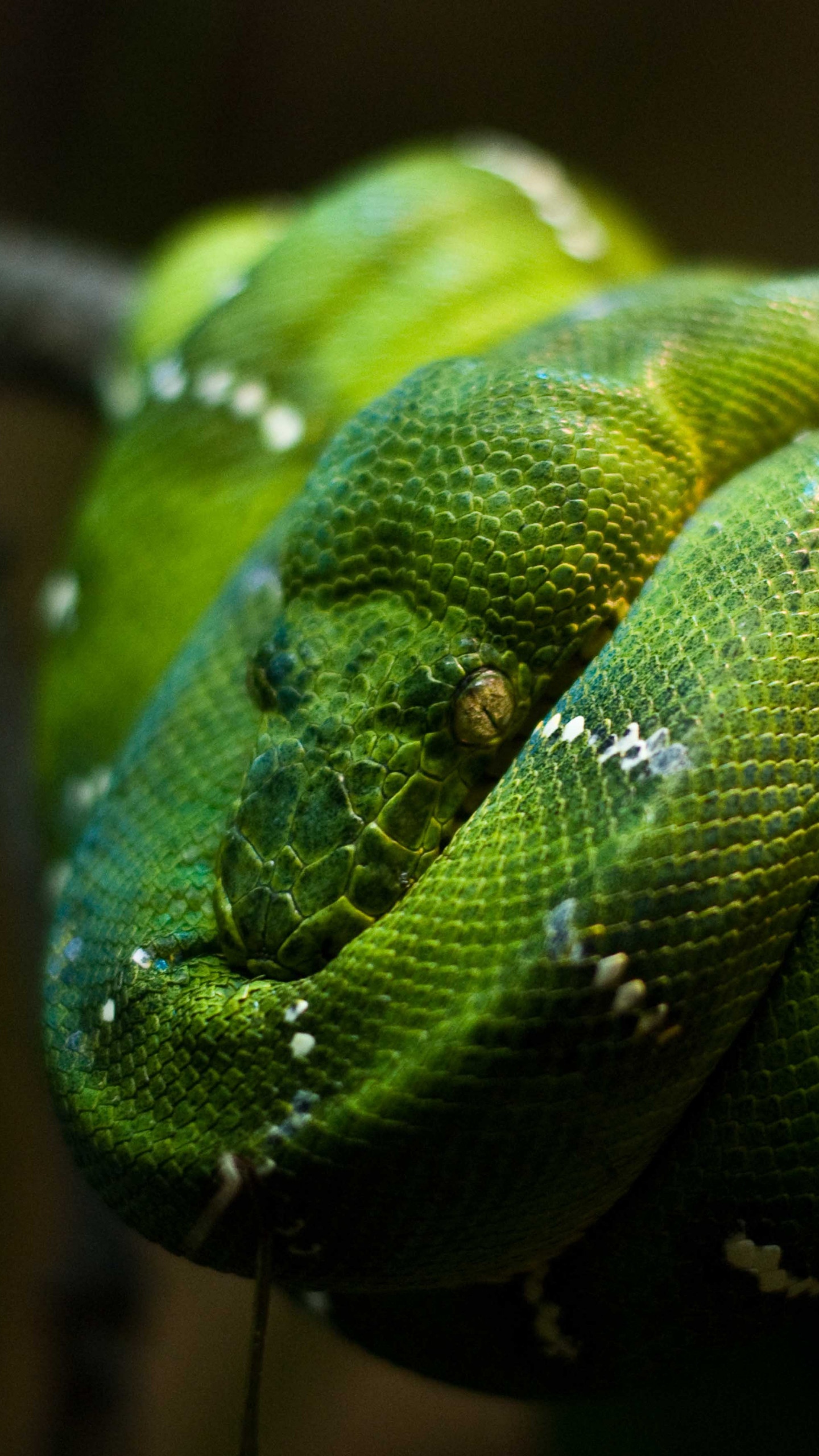 Wallpaper Python, Singapore, zoo, Emerald, Green, snake 
