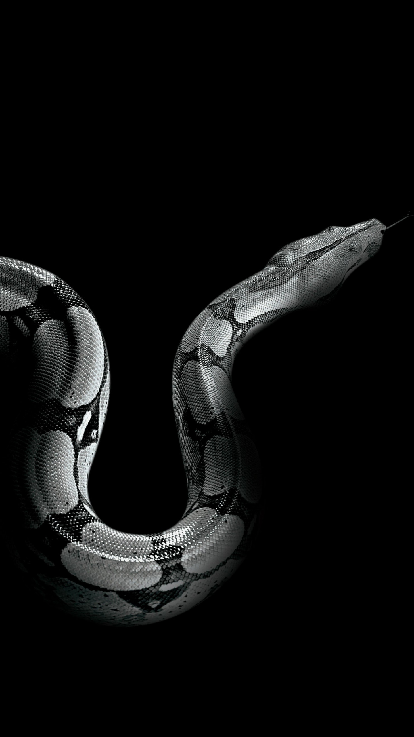 Wallpaper Python Snake Animals 54