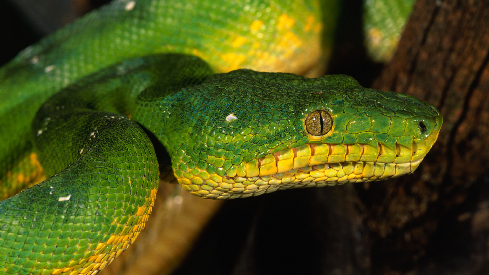 Wallpaper Python, Singapore, zoo, Emerald, Green, snake, eyes, close-up,  Animals #10156