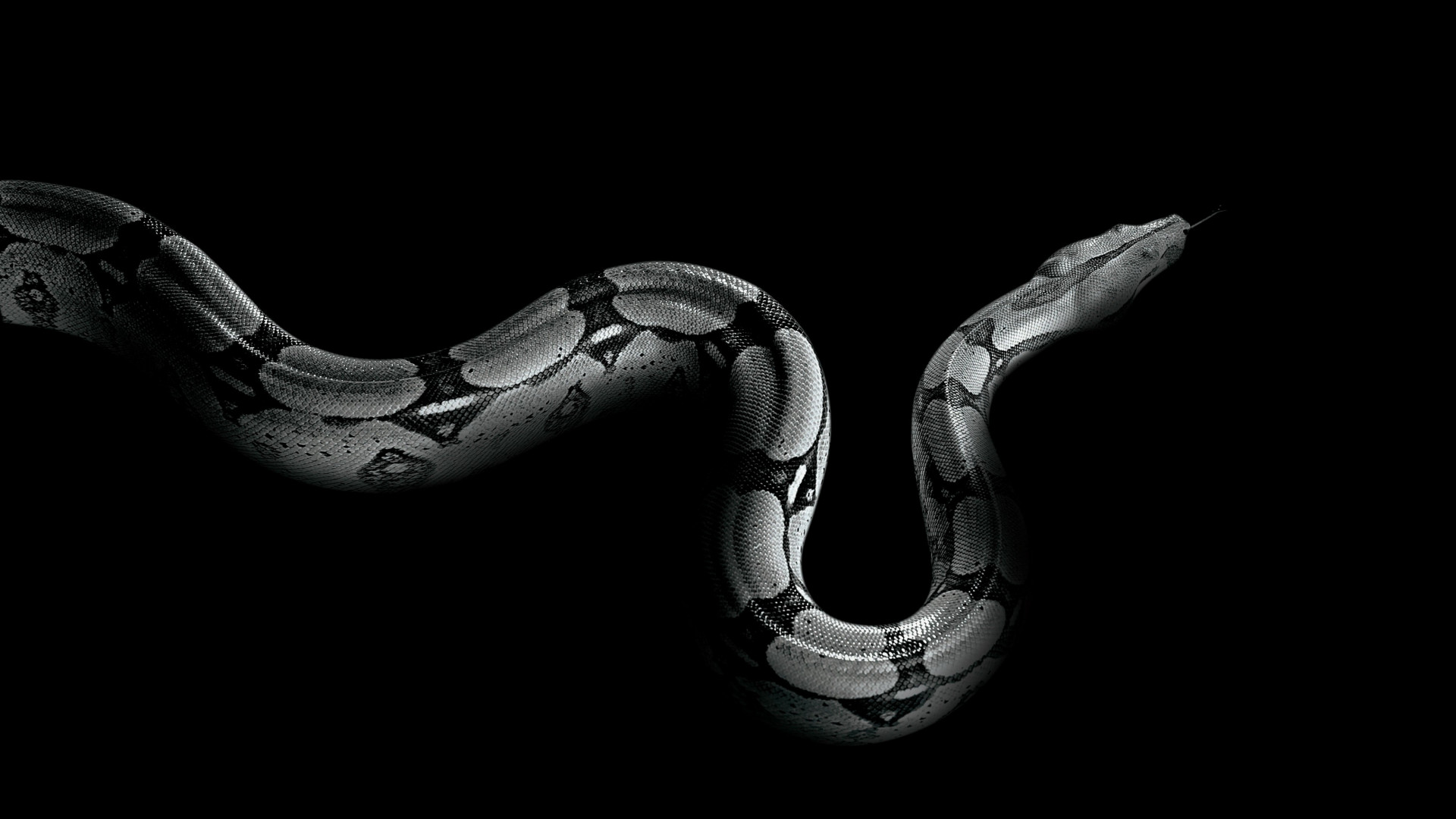 Wallpaper Python, snake, Animals #5489