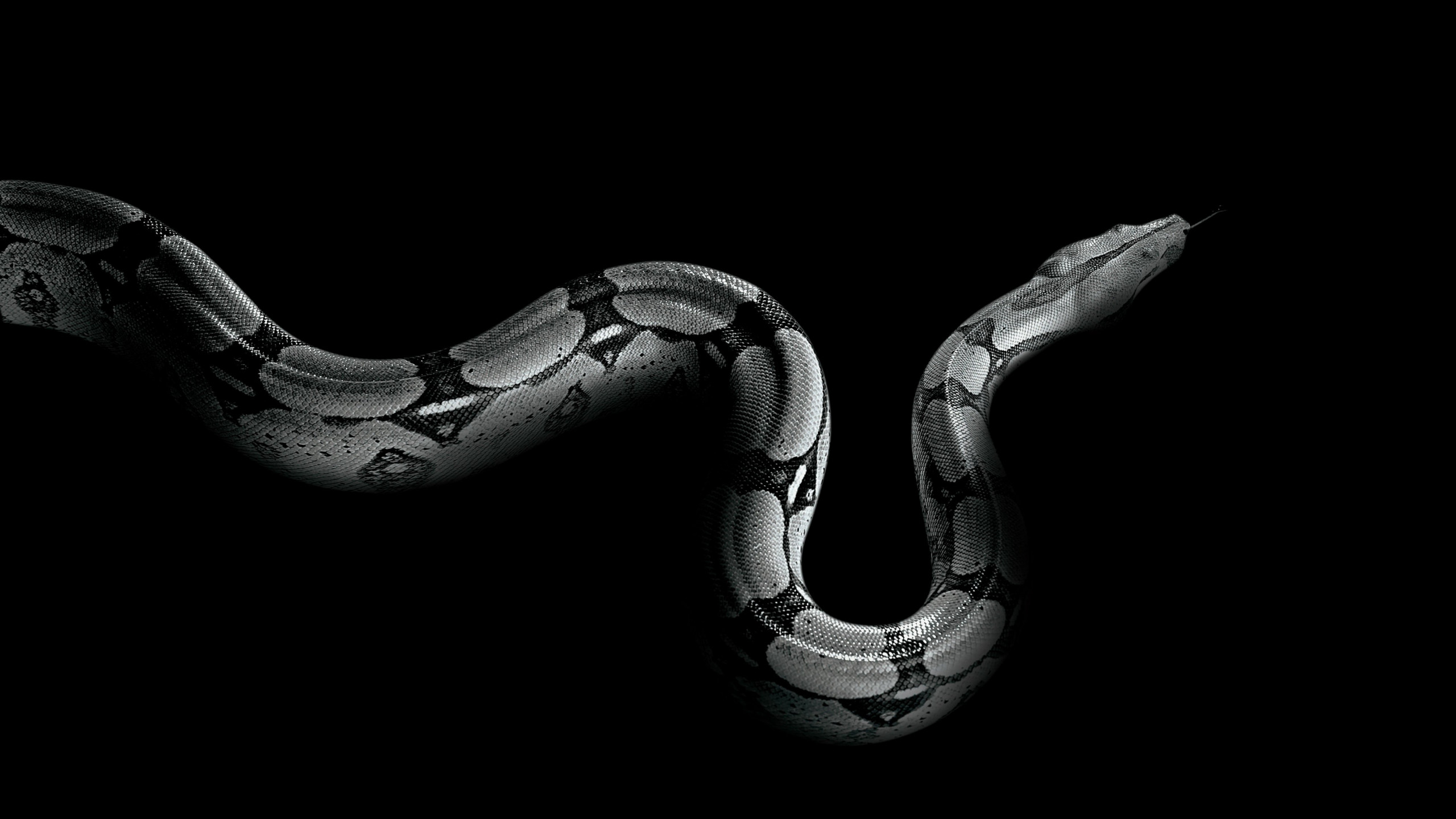 Wallpaper Python Snake Animals 5489
