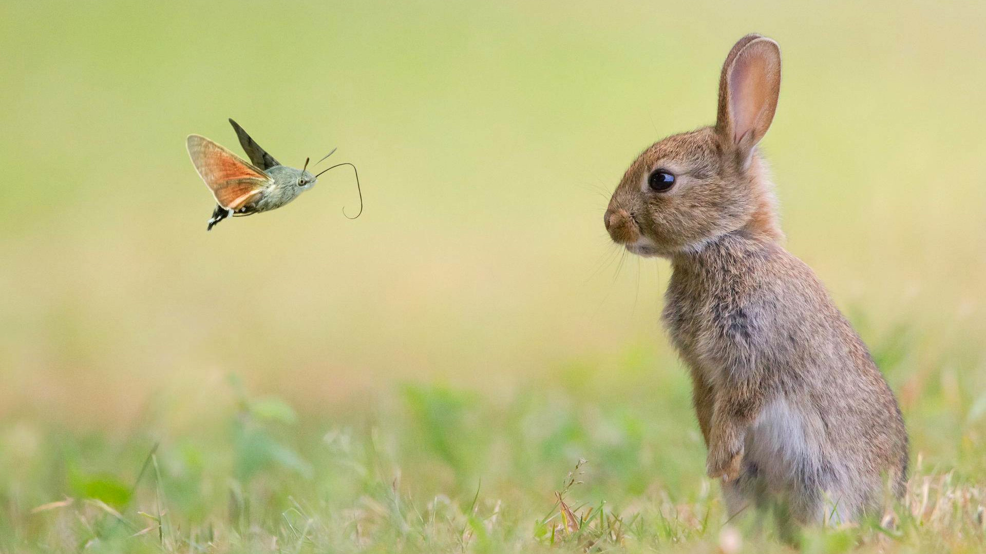 Wallpaper rabbit, cute animals, butterfly, 4k, Animals #15980