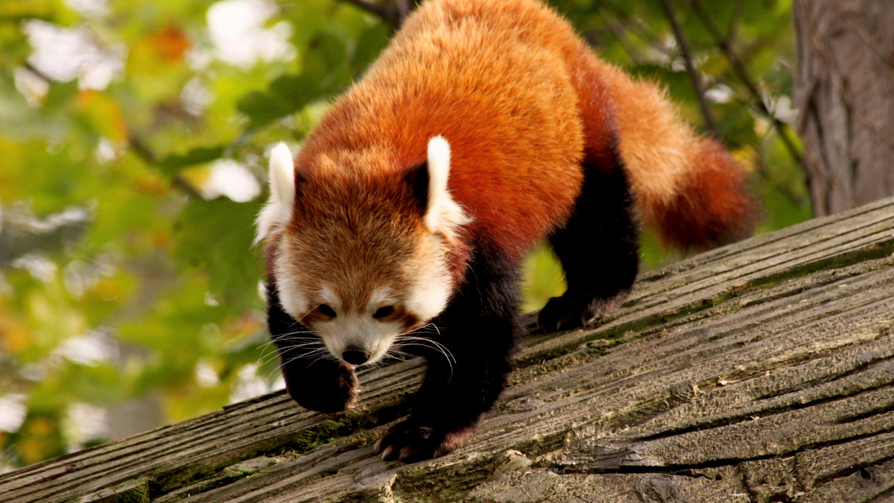 Wallpaper Red Panda, animal, nature, branch, green, fur