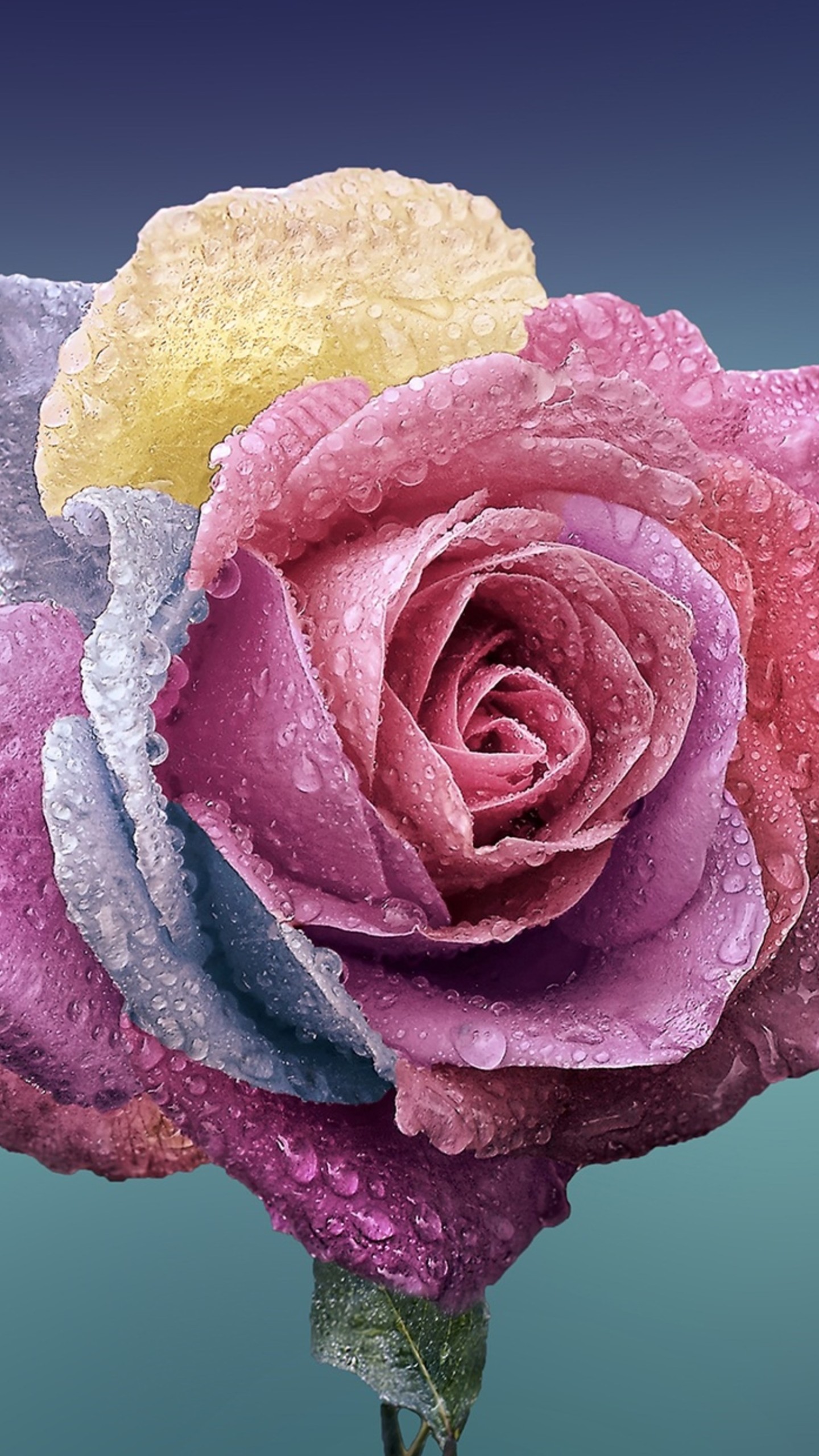  Wallpaper  rose flower  4k  Nature 16727